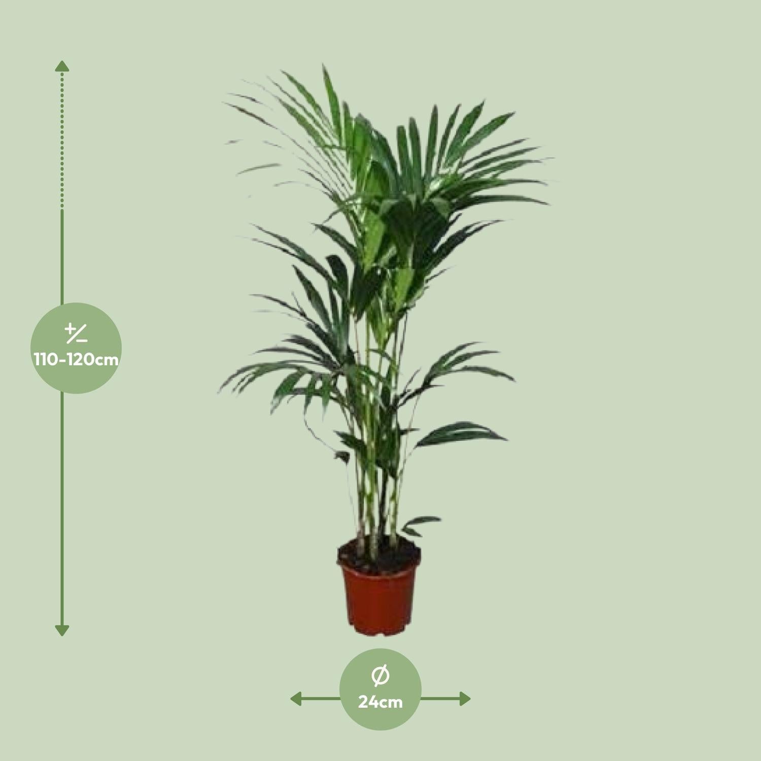 Kentia Palme - Howea Forsteriana - Ø21cm - ↕120cm - Ø24 - ↨120cm