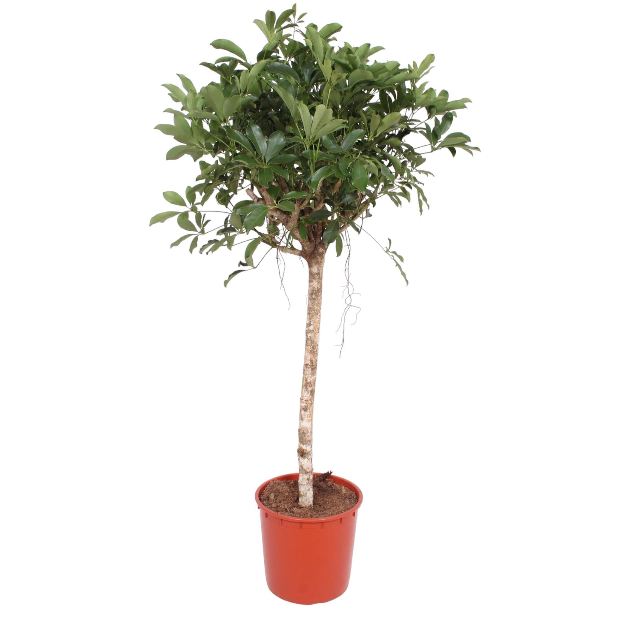 Schefflera Arboricola Compacta giek - 150 cm - ø34