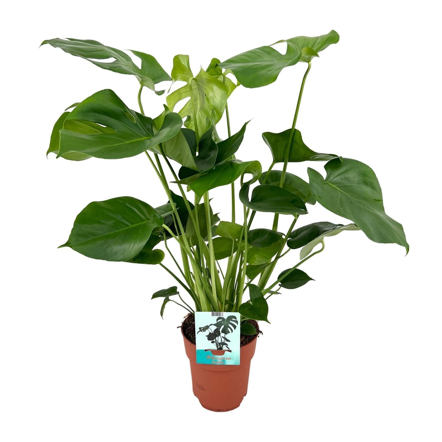 Monstera Deliciosa – Lochpflanze – 65 cm – Ø21 – Ø19 cm – 60 cm