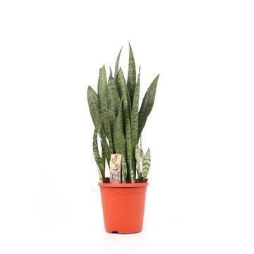 Sansevieria Zeylanica - Ø21cm - ↕70cm