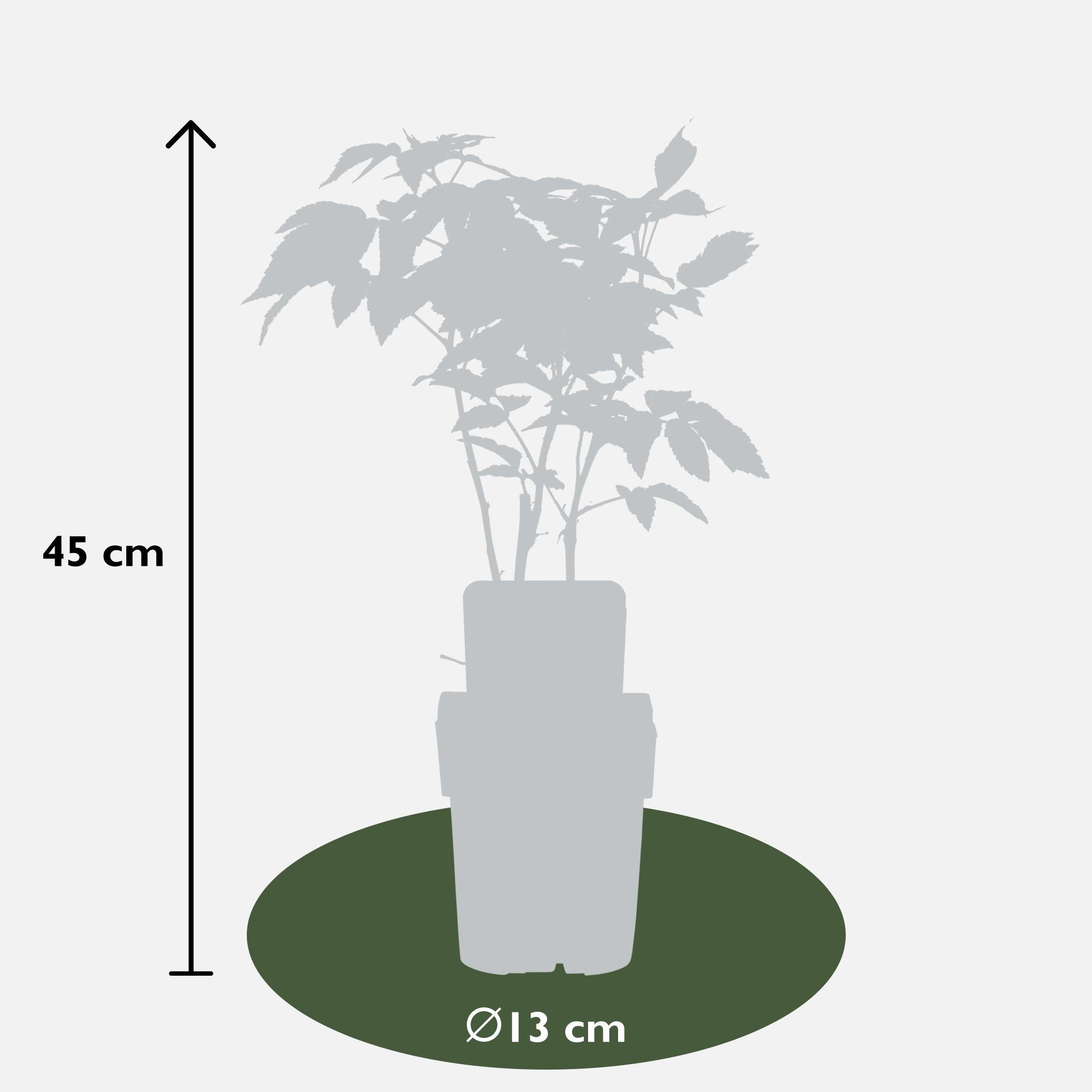 Himbeerstrauch - Rubus idaeus 'Malling Promise' - ↨45cm - Ø13