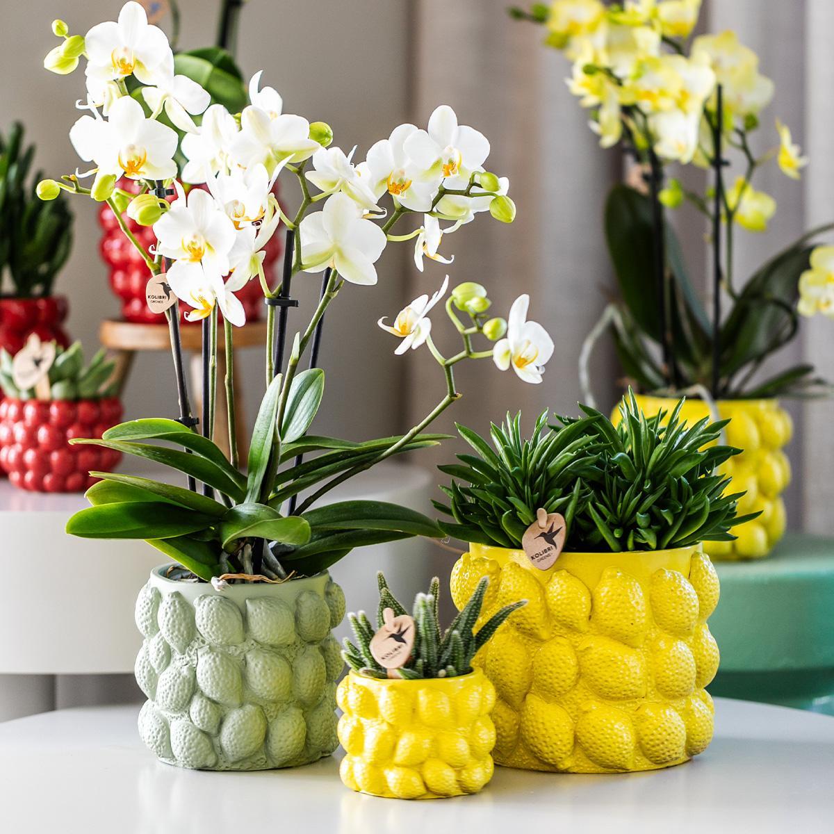 Orchidee gelbe Phalaenopsis-Orchidee - Mexiko + Citrus-Ziertopf grün - Topfgröße Ø9cm - 40cm hoch | blühende Zimmerpflanze im Blumentopf - frisch vom Züchter