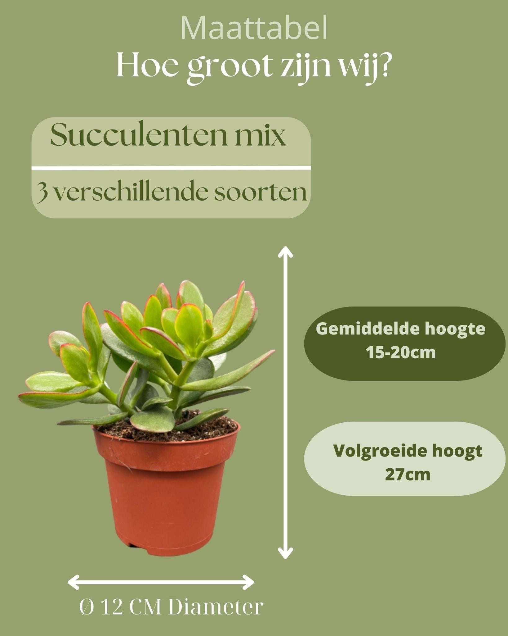 Succulentenmix - ↕16-22cm (3 stuks) - Normaal - Ø12 cm