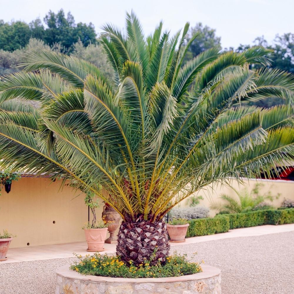 Phoenix Canariensis - Canarische Dadelpalm hoogte 1 m /1.20m