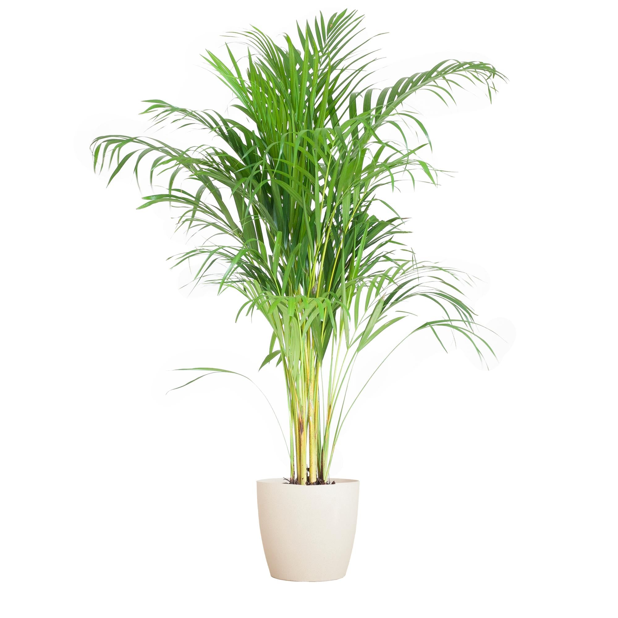 Arecapalme - Dypsis mit Viper Topf  Weiß - 100cm - Ø21