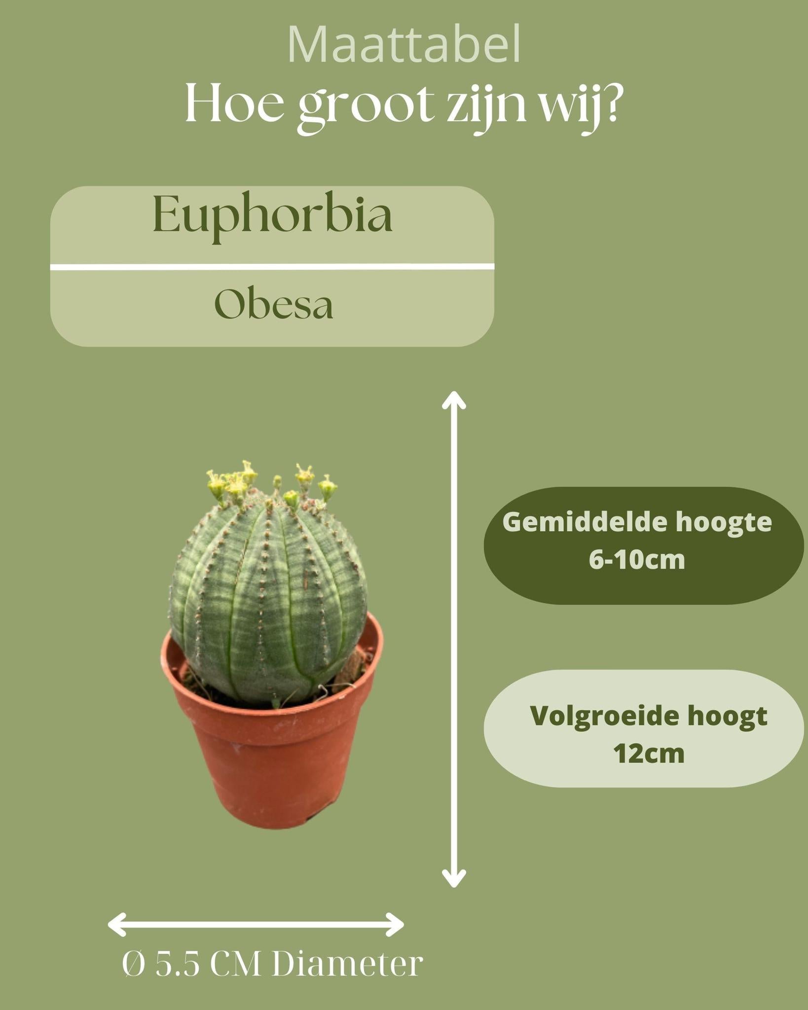 Kaktus Baseballkaktus - Euphorbia obesa- 5.5cmØ- 6-9cm Höhe   3 Stück