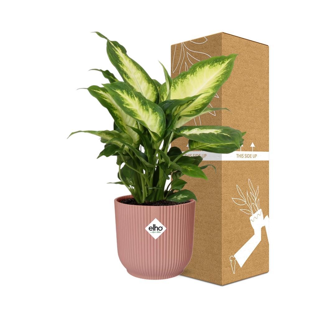 Dieffenbachia Camilla in ELHO Vibes Fold Topf 14cm rosa