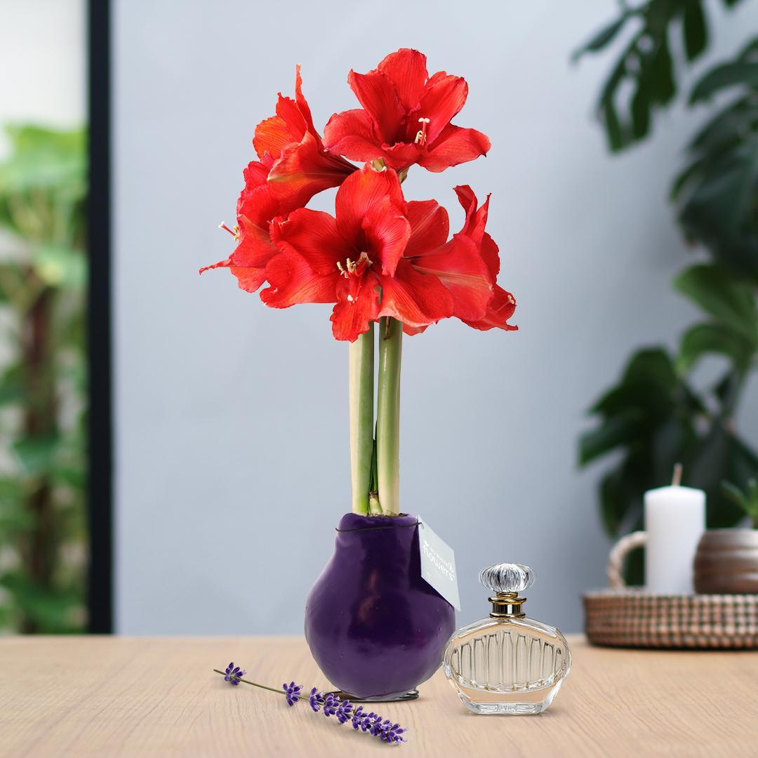 No Water Flowers® (wax amaryllis) | Parfumz - Lavender + Red flower