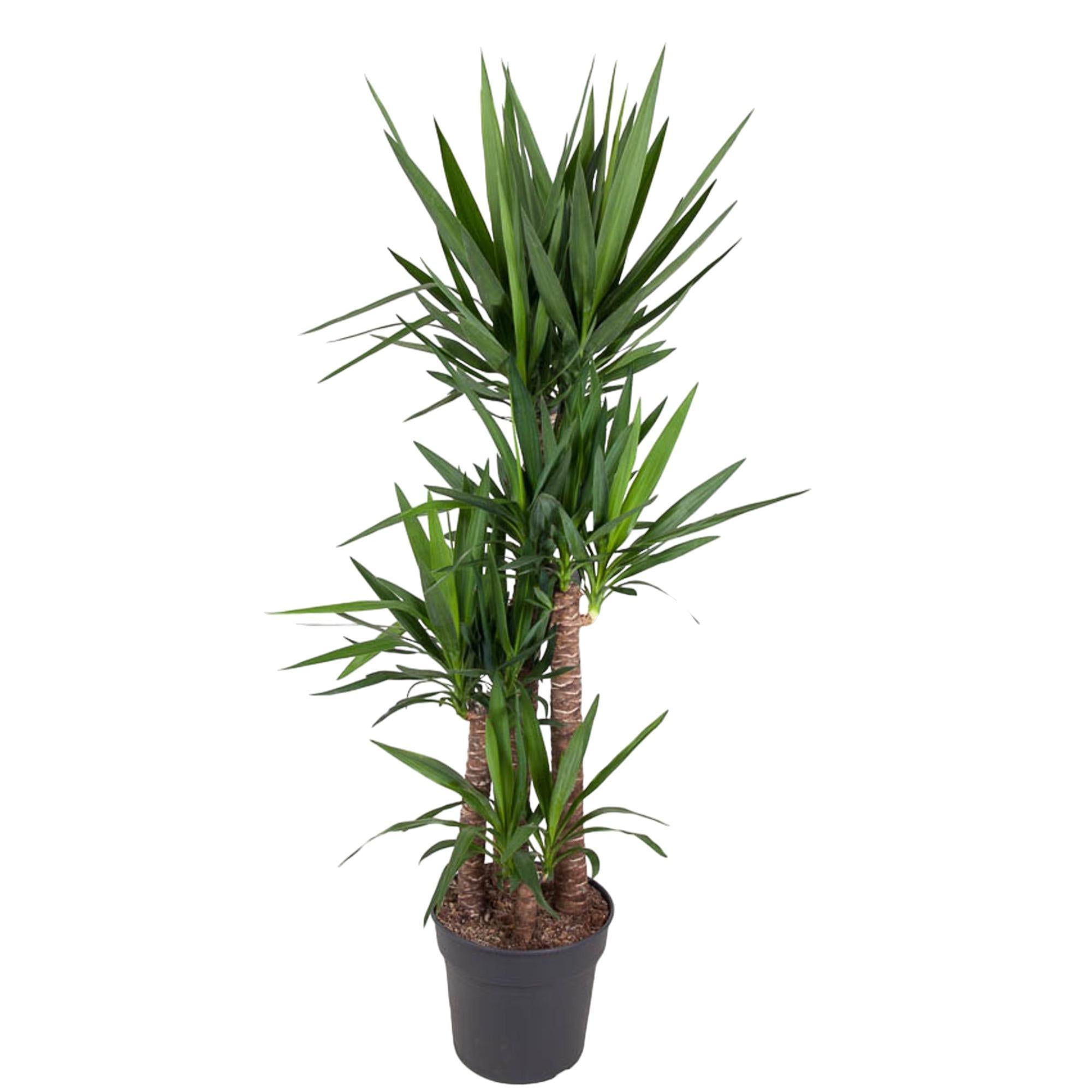 Yucca Olifantipe - 180 cm - ø34