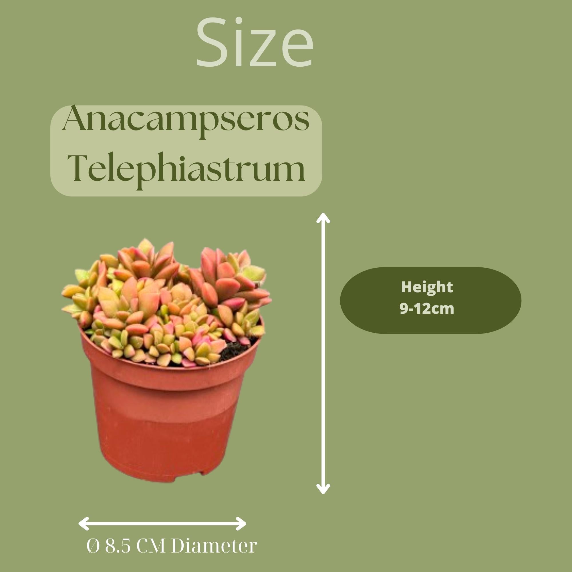 Sukkulenten Set - Anacampseros Rufescens Varigata - 8.5cmØ- 8-10cm   3 Stück