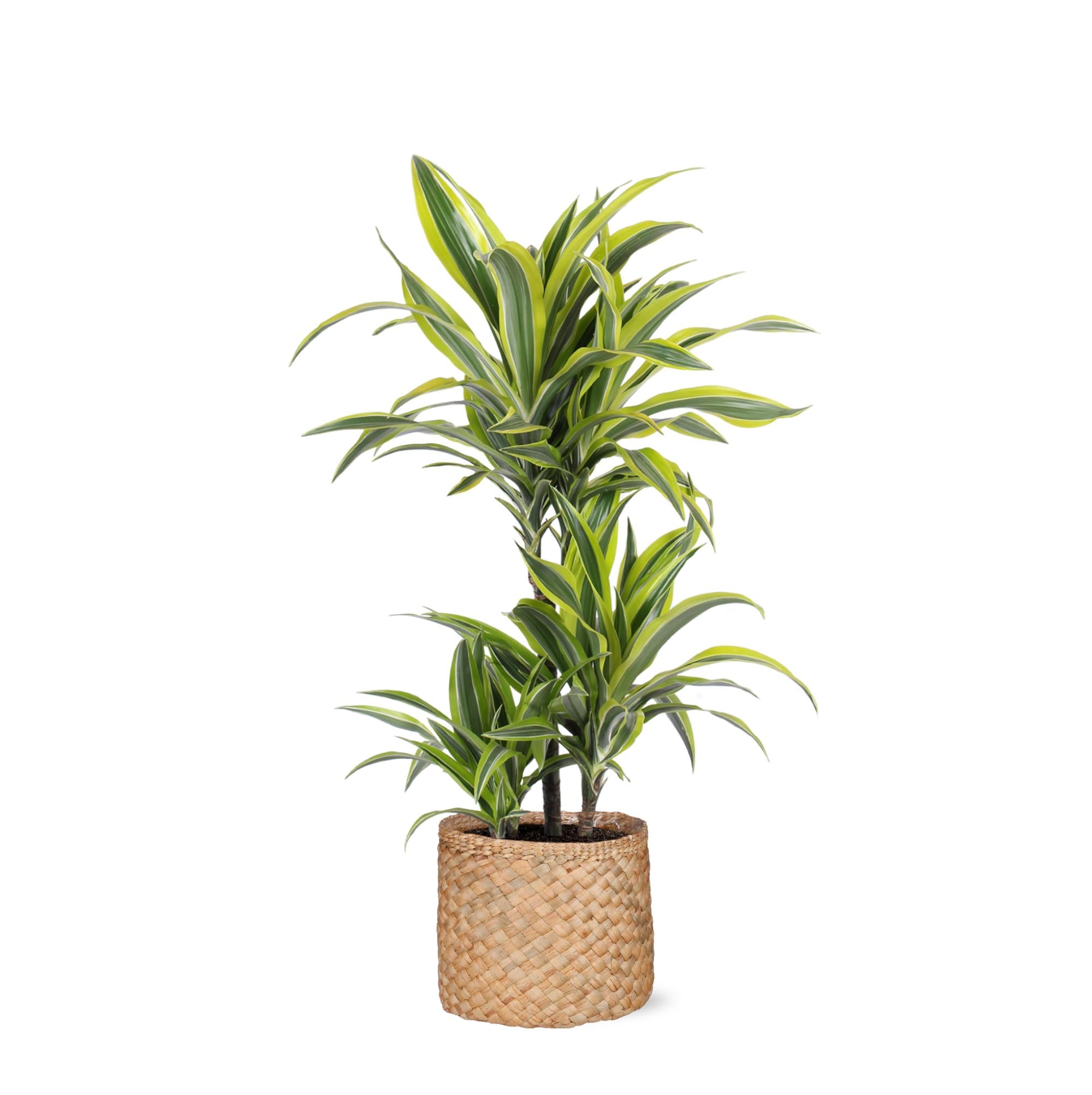 Drachenbaum Lemon Lime - Dracaena Lemon Lime Ø21cm - ↕65cm in Albury NATURAL Korb