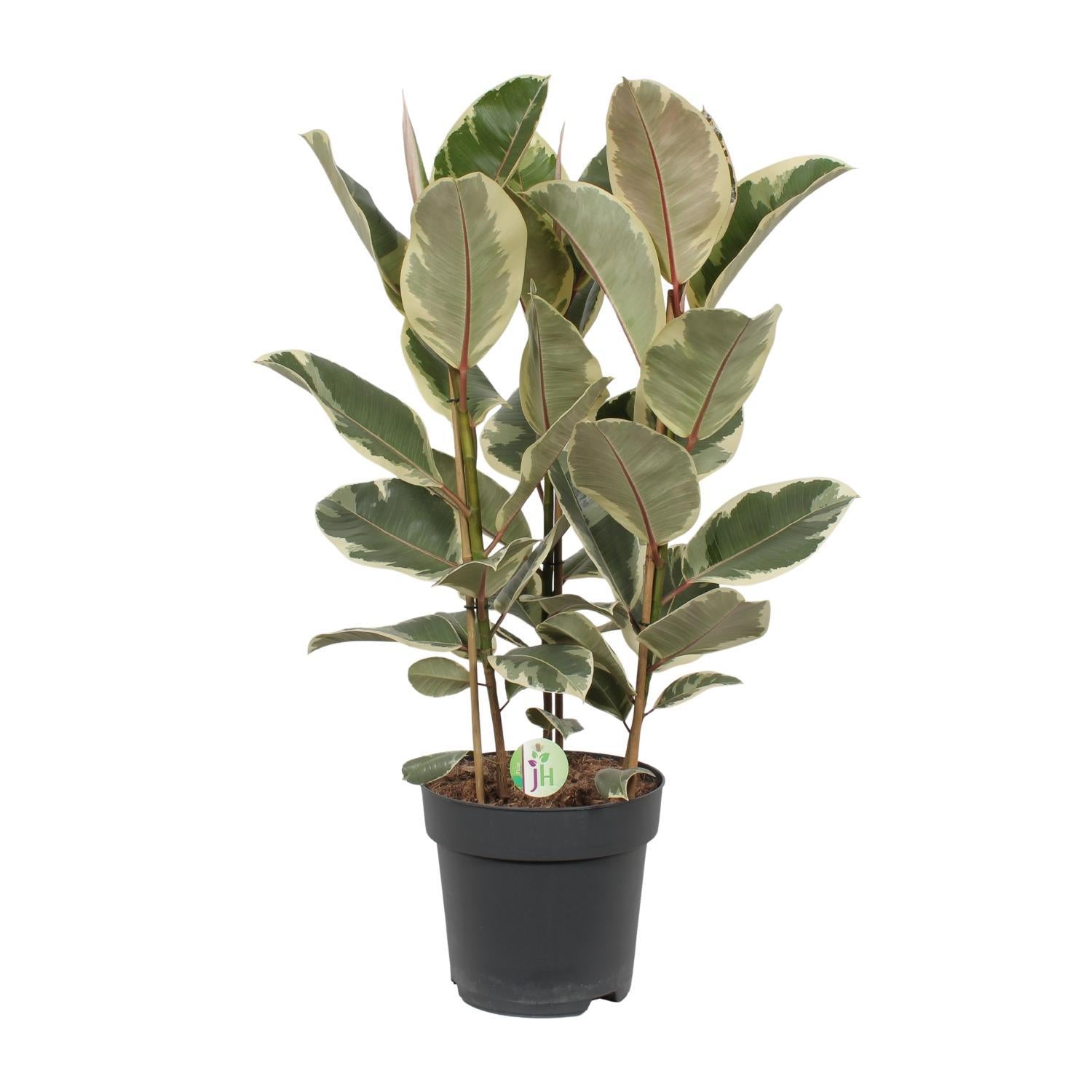 Gummibaum Ficus Tineke - Ø27cm - ↕85cm