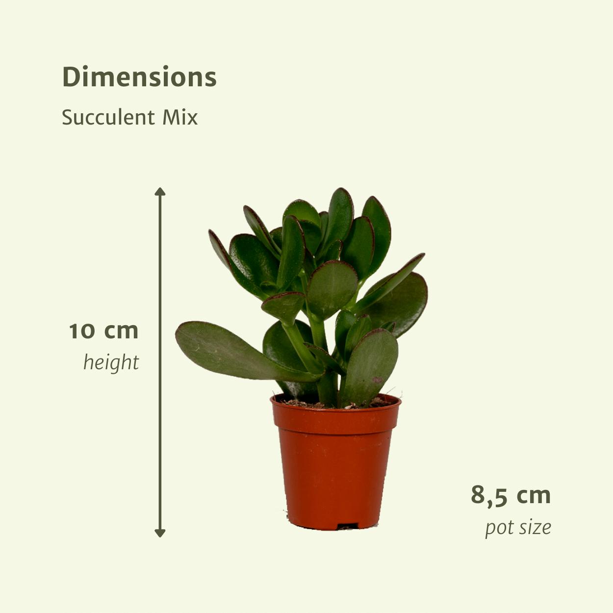 Succulentenmix - 18 stuks - Ø8,5cm - ↕10 cm