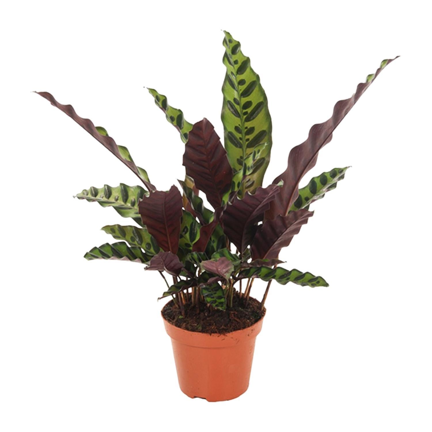 Klapperschlangenpflanze -  Calathea Insignis - Ø12cm - ↕50cm