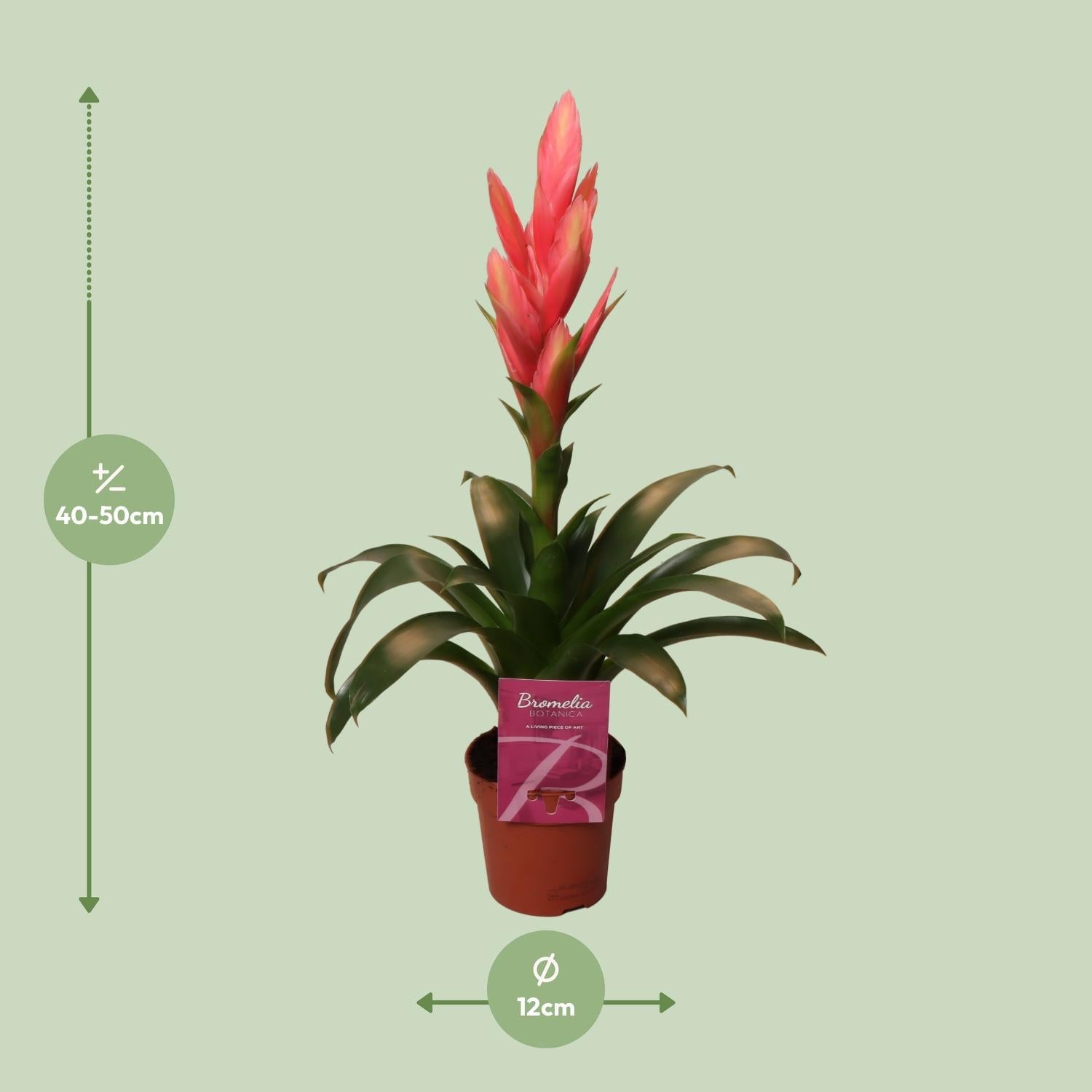 Tillandsia Ziva - Ø12cm - ↕50cm