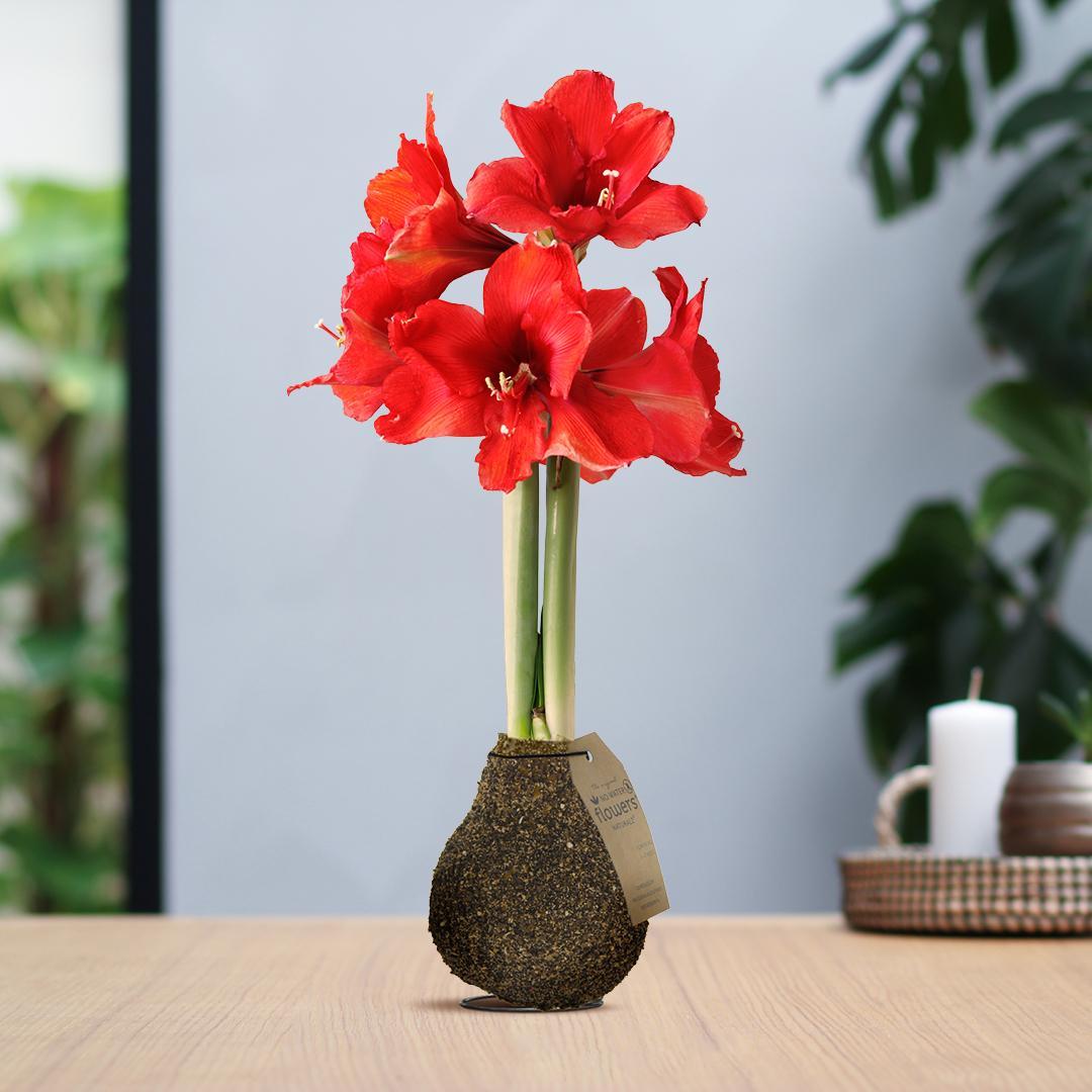 No Water Flowers® (wax amaryllis) | Naturalz Corkz - Melange + Red flower