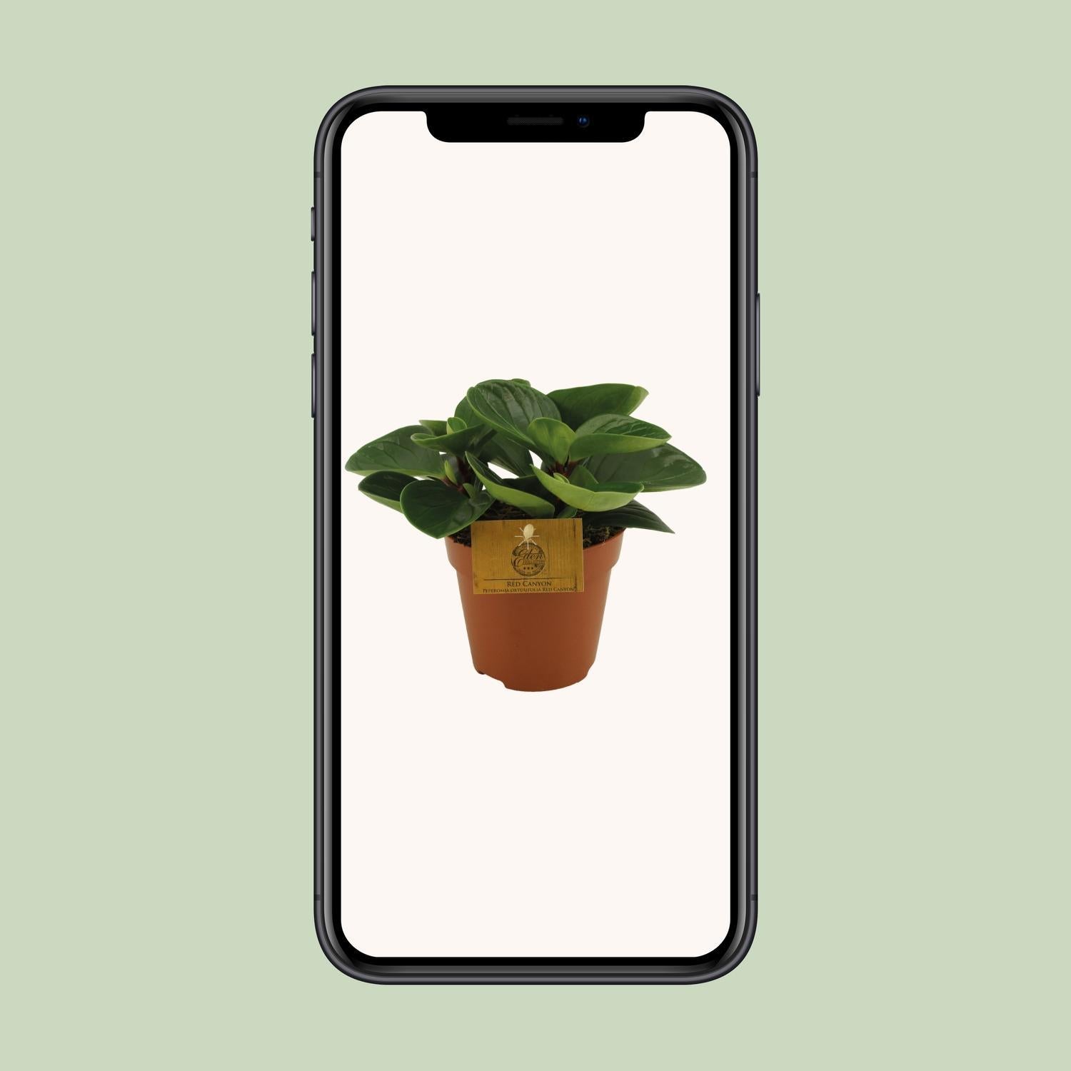 Peperomia Red Canyon - Ø12cm - ↕20cm