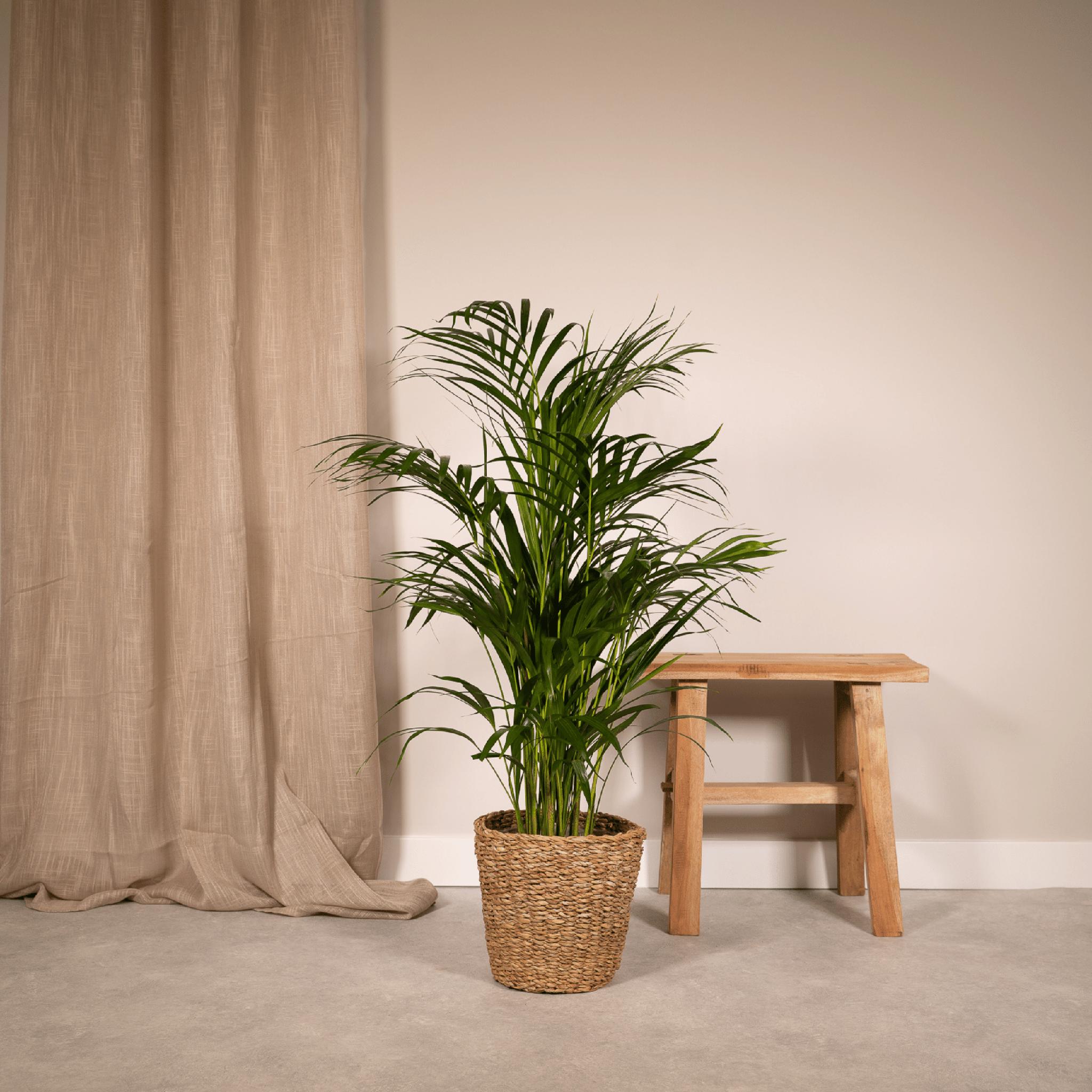 Arecapalme Dypsis lutescens - Ø19cm - ↕85cm