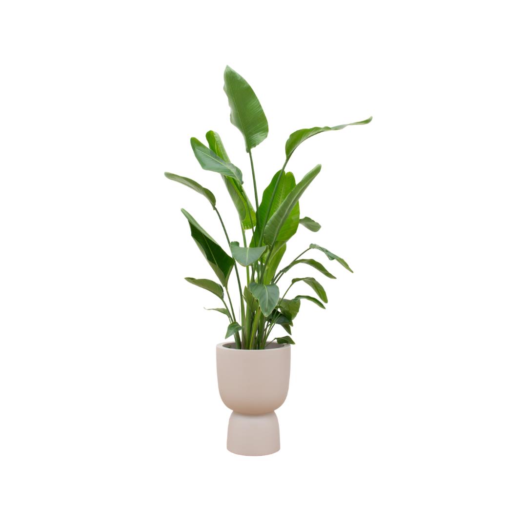 Strelitzia Nicolai inclusief elho Pure Coupe Topf beige Ø35 - 200 cm