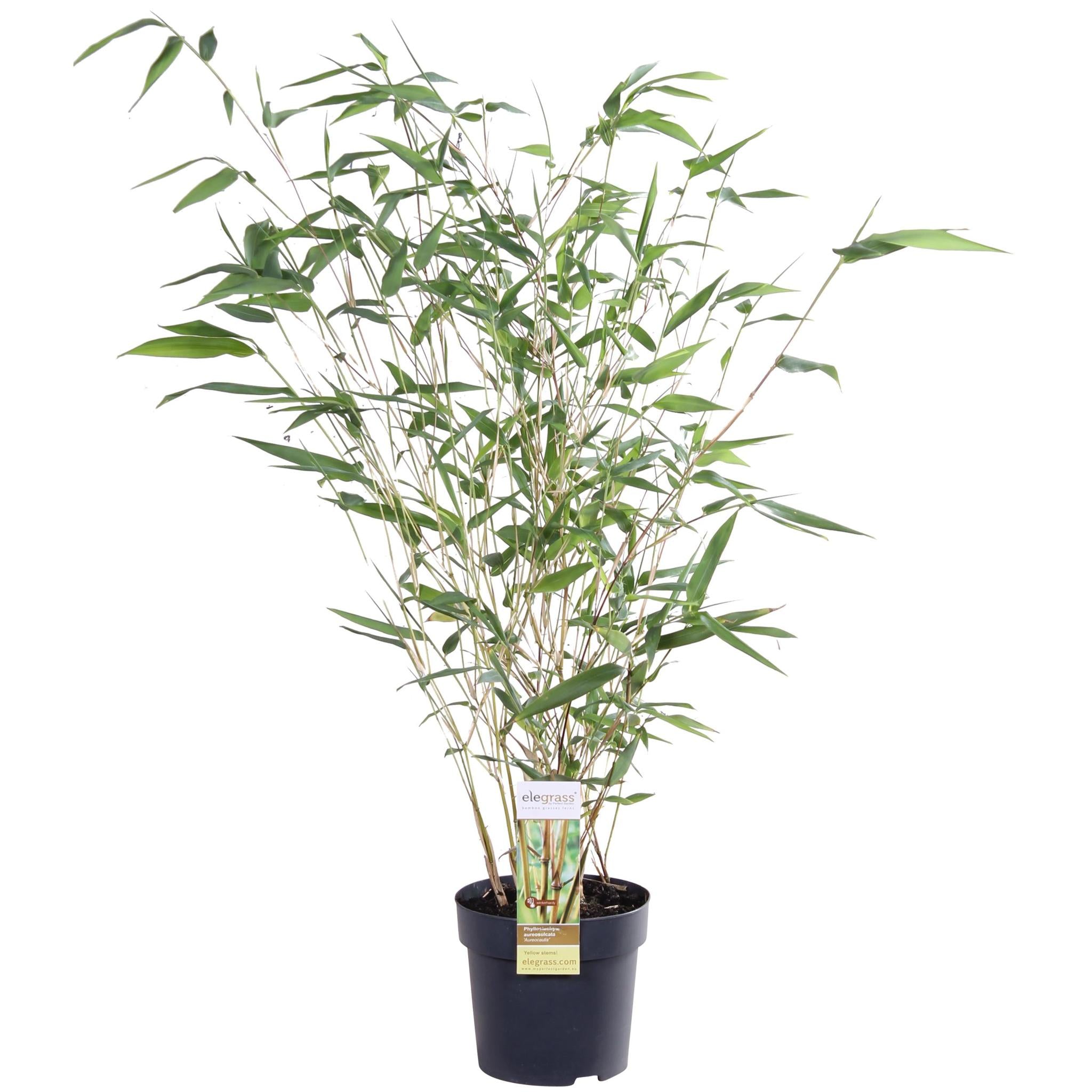 Goldrohrbambus - Phyllostachys aureosulcata 'Aureocal' - ↨40cm - Ø14