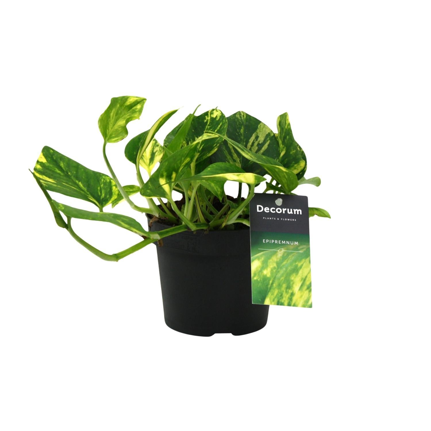 Scindapsus (Epipremnum) N'joy Goud - Ø12cm - ↕25cm