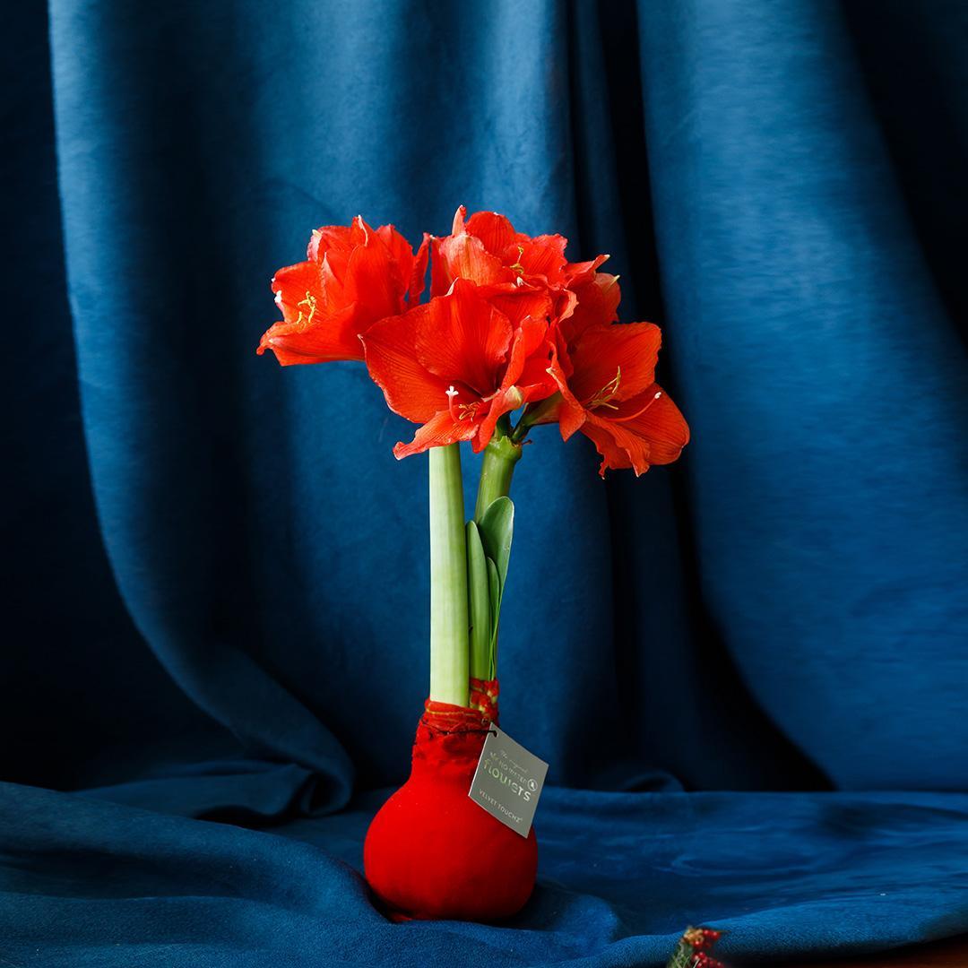 No Water Flowers® (wax amaryllis) | Velvet Touchz® - Red + Red flower