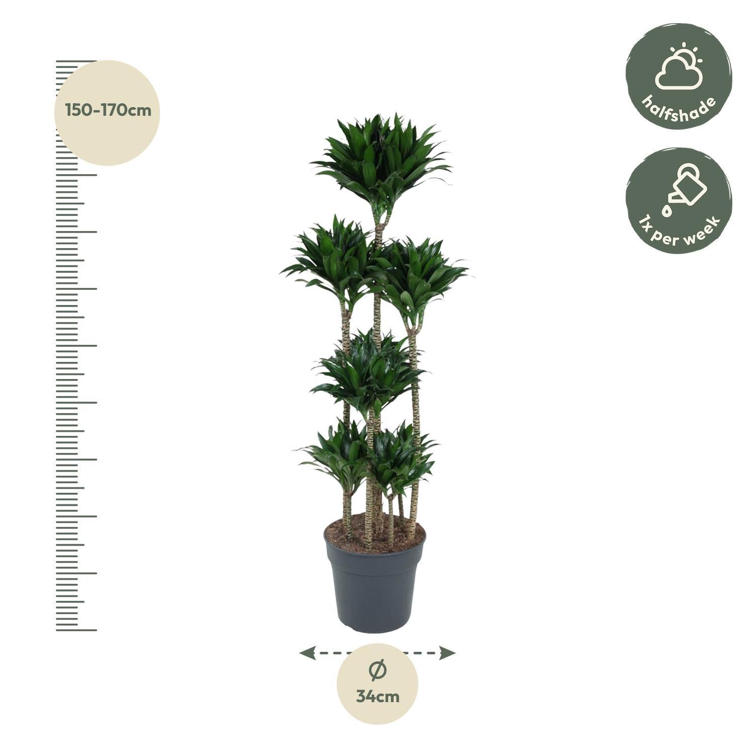 Drachenbaum Janet Craig Compacta - Dracaena Janet Craig Compacta - 160 cm - ø34