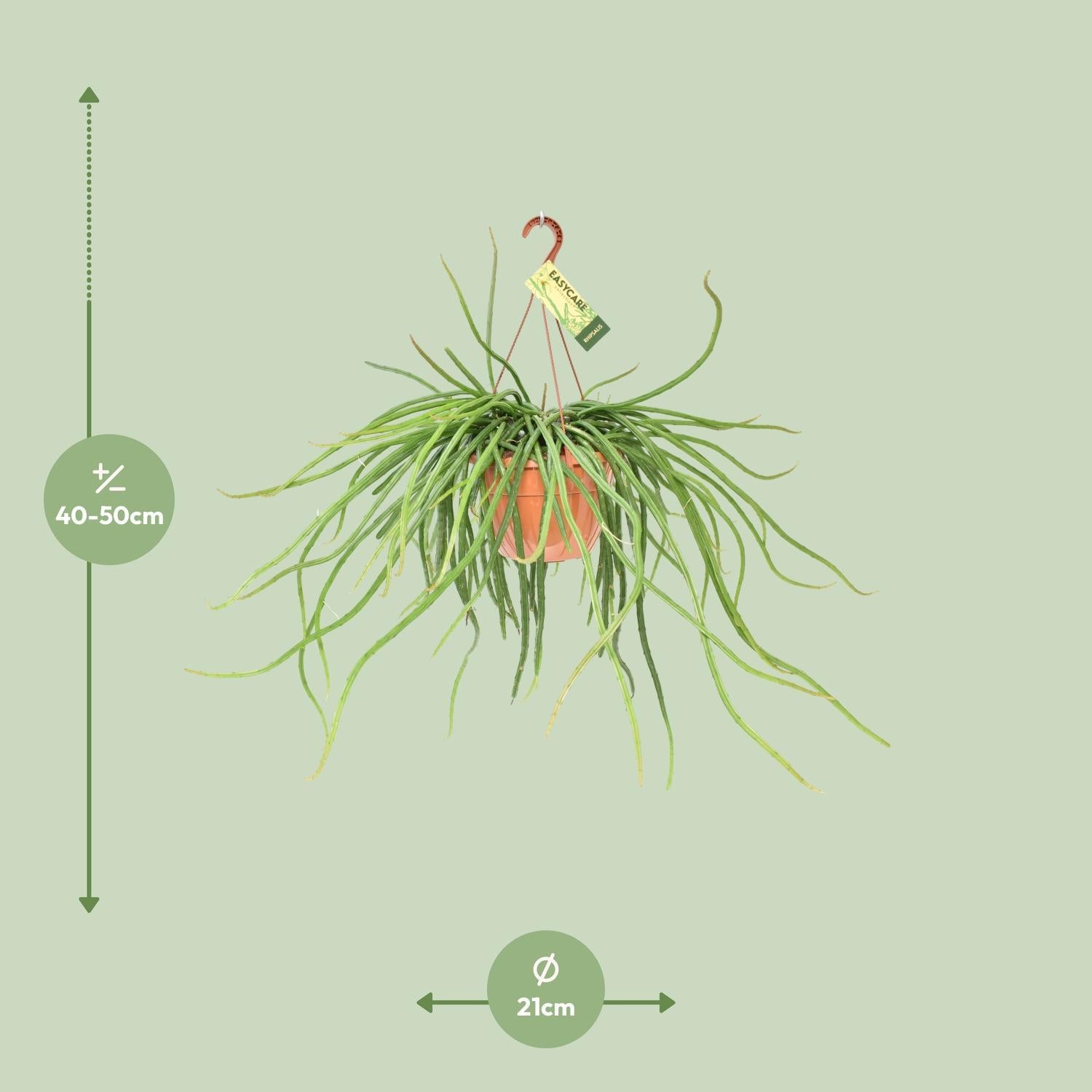 Mondscheinkaktus - Rhipsalis Selenicereus Wercklei Kaktus - Ø21cm - ↕50cm