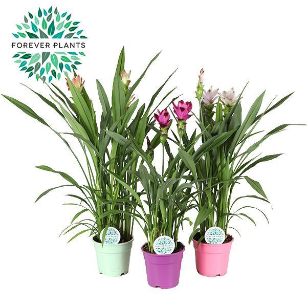 Kurkumapflanze Siam - Curcuma Siam Mix - 3 Stücke - Ø17cm - ↕60-65cm