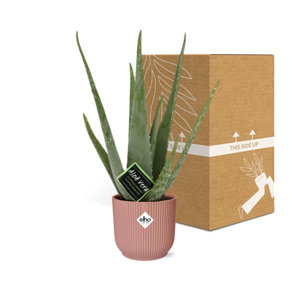 Aloe Vera 12cm in ELHO Vibes Fold 14cm Topf rosa