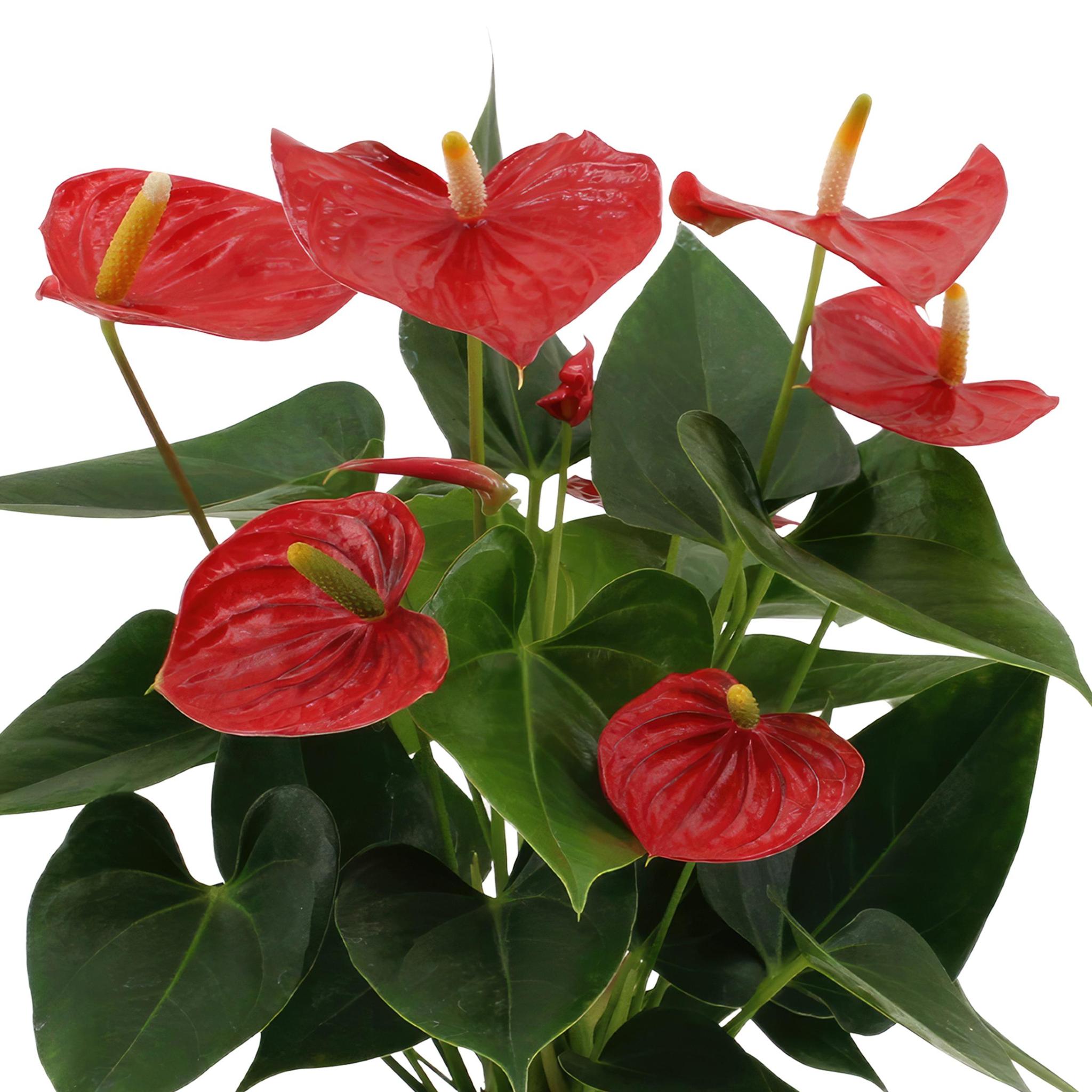 Anthurium andreanum Esudo incl. PUUR zink - 45cm - Ø12