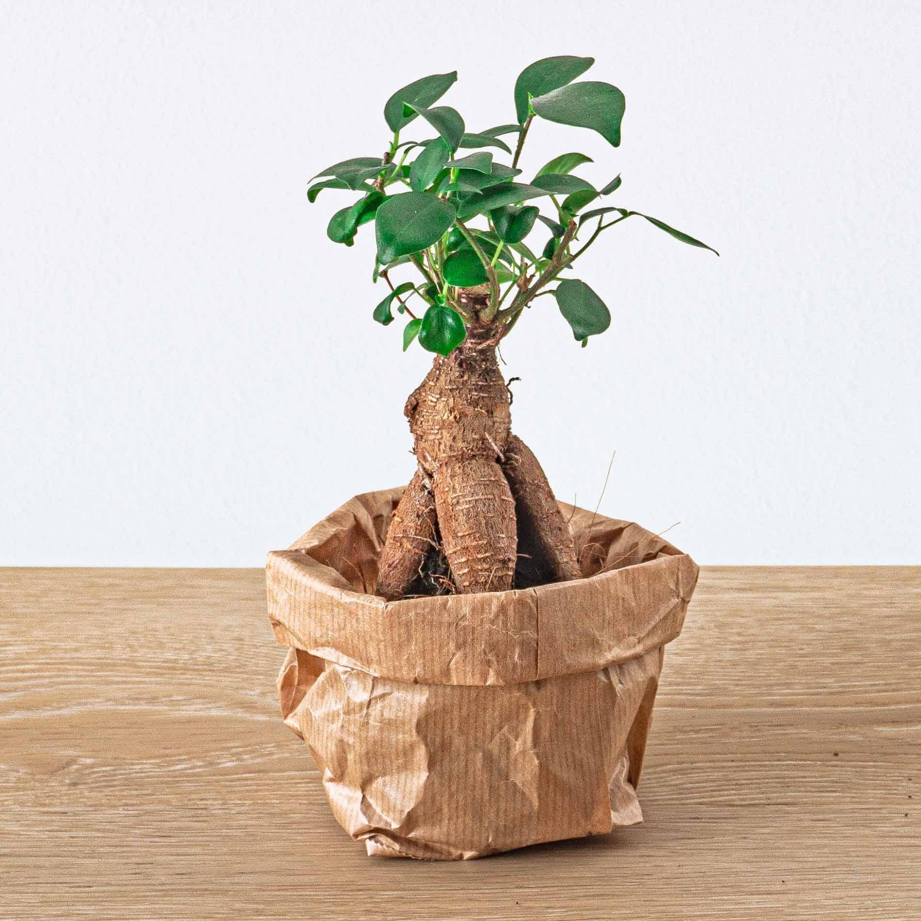 Ficus microcarpa Ginseng Bonsai - Terrariumpflanze Topfgröße 6 cm