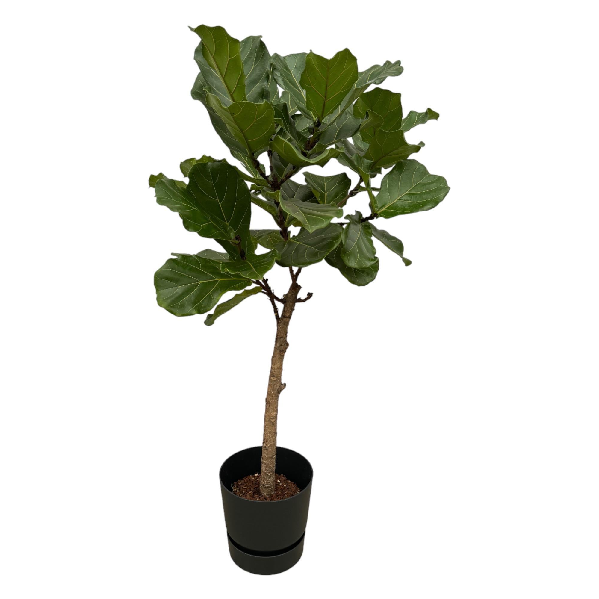 Geigenfeige - Ficus Lyrata Baum inklusive elho Greenville Rund Topf schwarz – 160 cm – Ø30