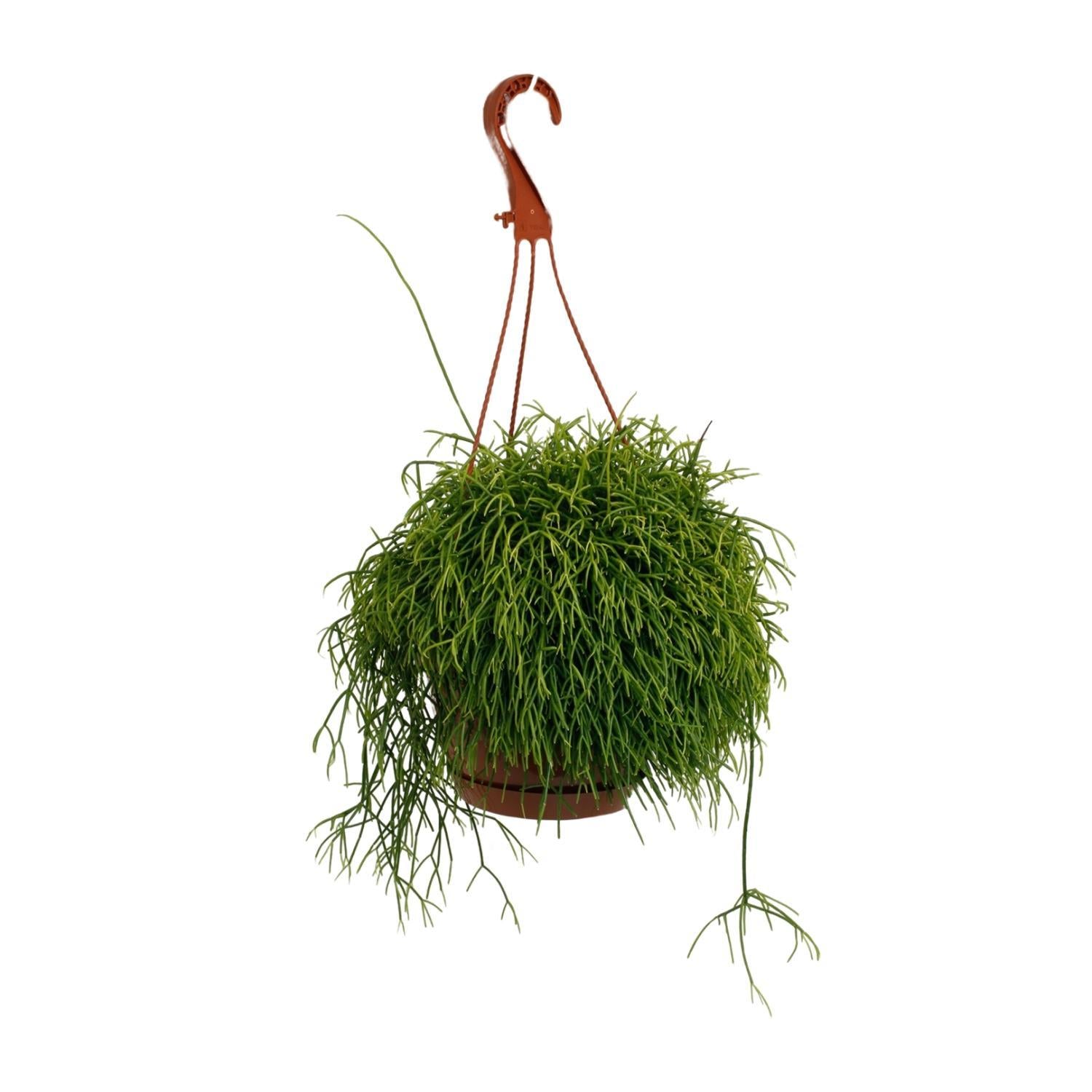 Korallenkaktus - Rhipsalis Cassutha - Ø17cm - ↕45cm