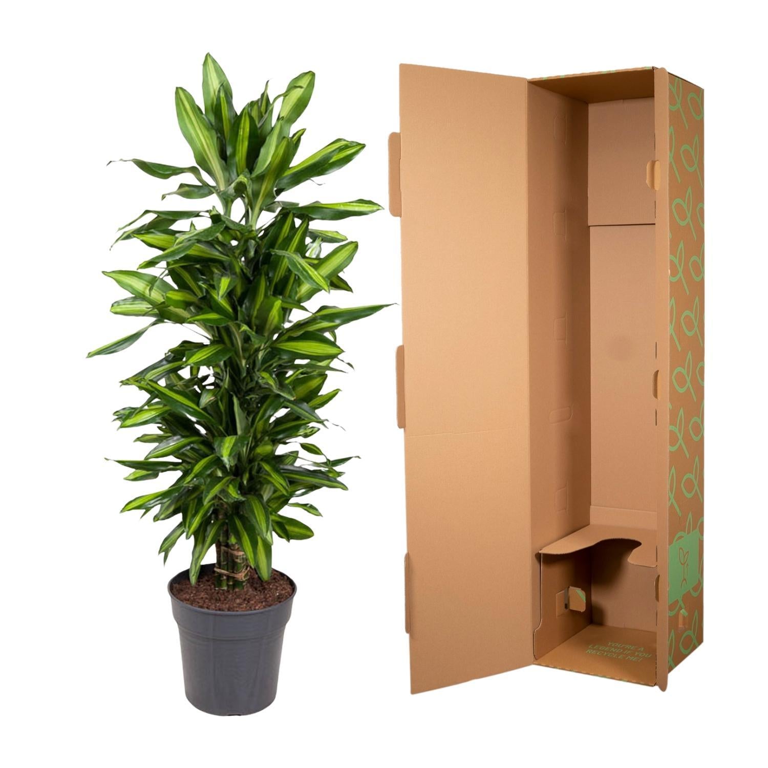 Drachenbaum Cintho - Dracaena Cintho verzweigt  - 120 cm - ø27