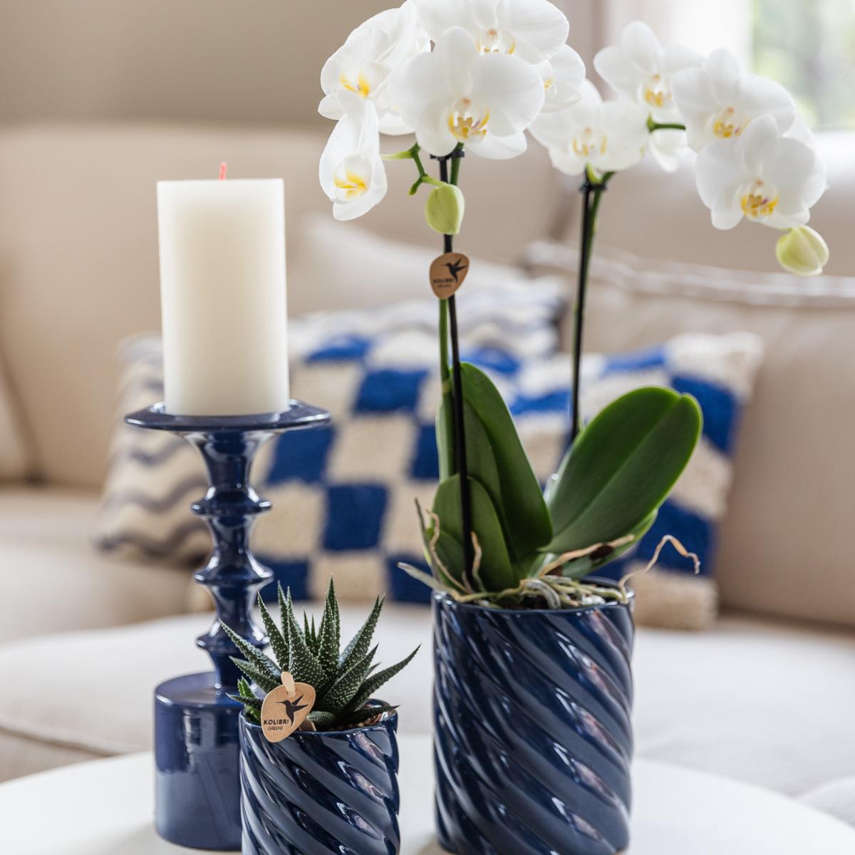 Orchidee  Set weiße Amabilis-Orchidee und Sukkulente in Candy Dekotopf blau - Topfgröße Ø9cm & Ø6cm | blühende Zimmerpflanze - frisch vom Züchter