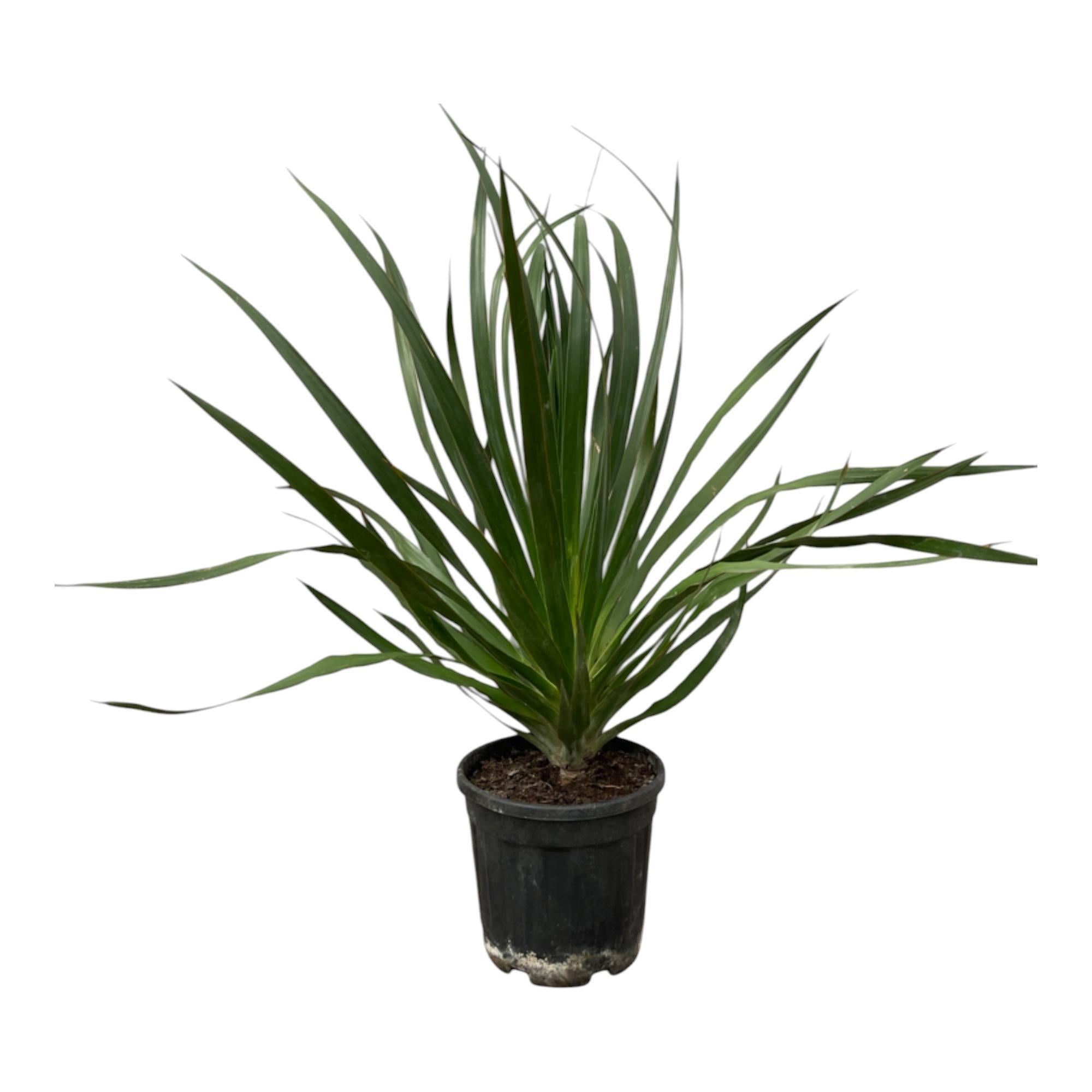 Drachenbaum Draco - Dracaena Draco - 100 cm - Ø24cm