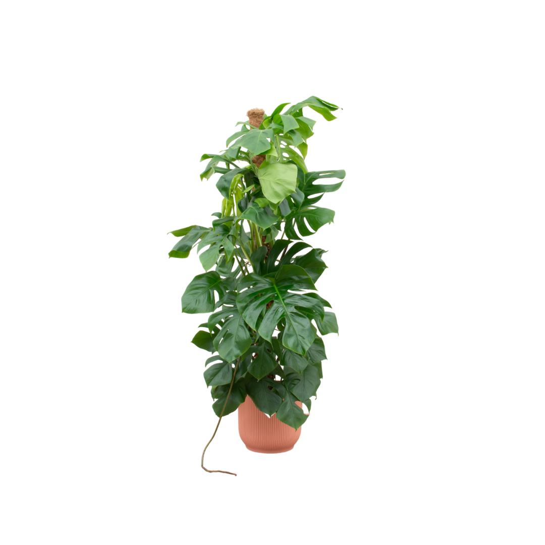 Monstera Pertusum XL inclusief elho Vibes Fold Round Topf rosa Ø30 - 150 cm