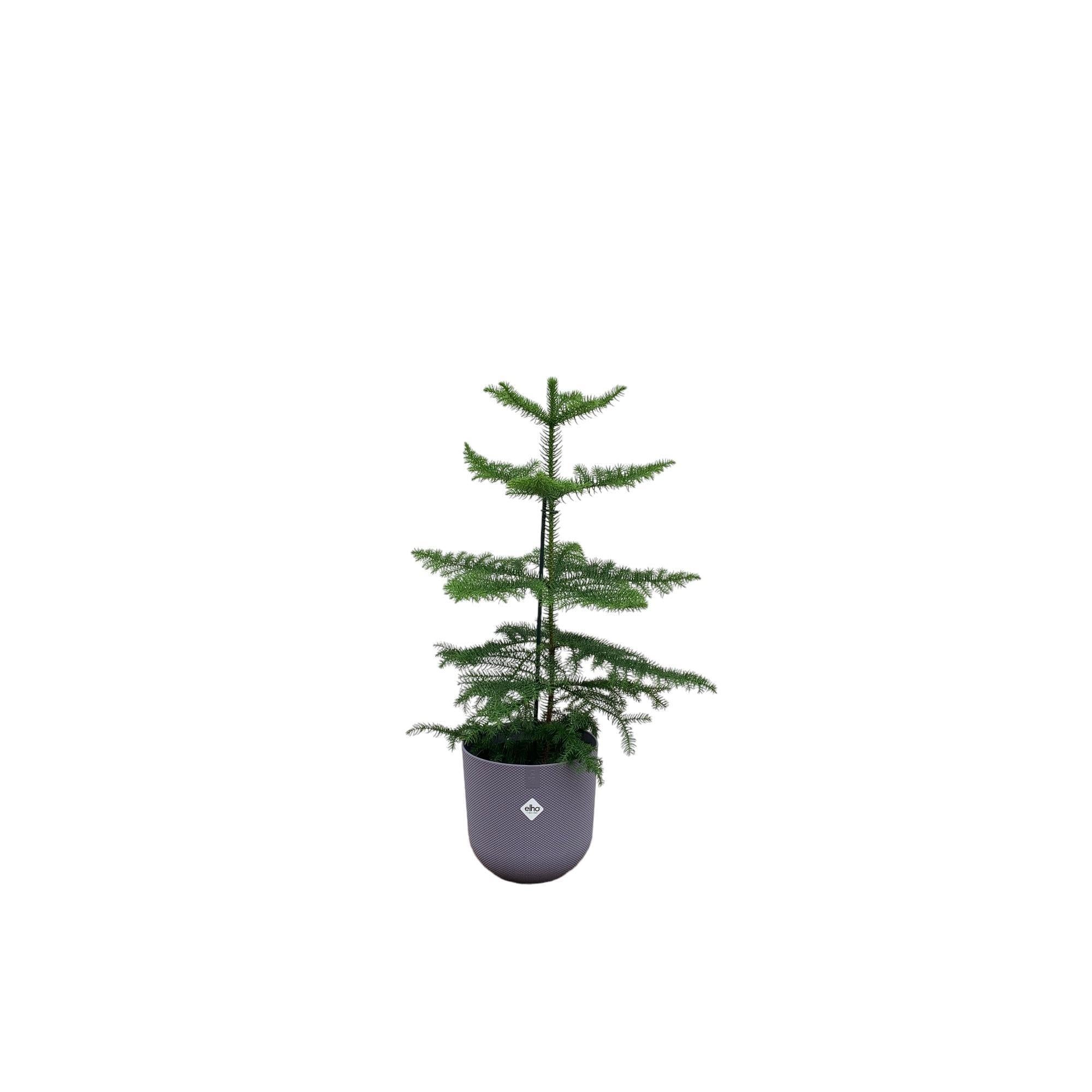 Araucaria (kamerden) inclusief elho Jazz Round Topf Lila Ø19 - 60 cm