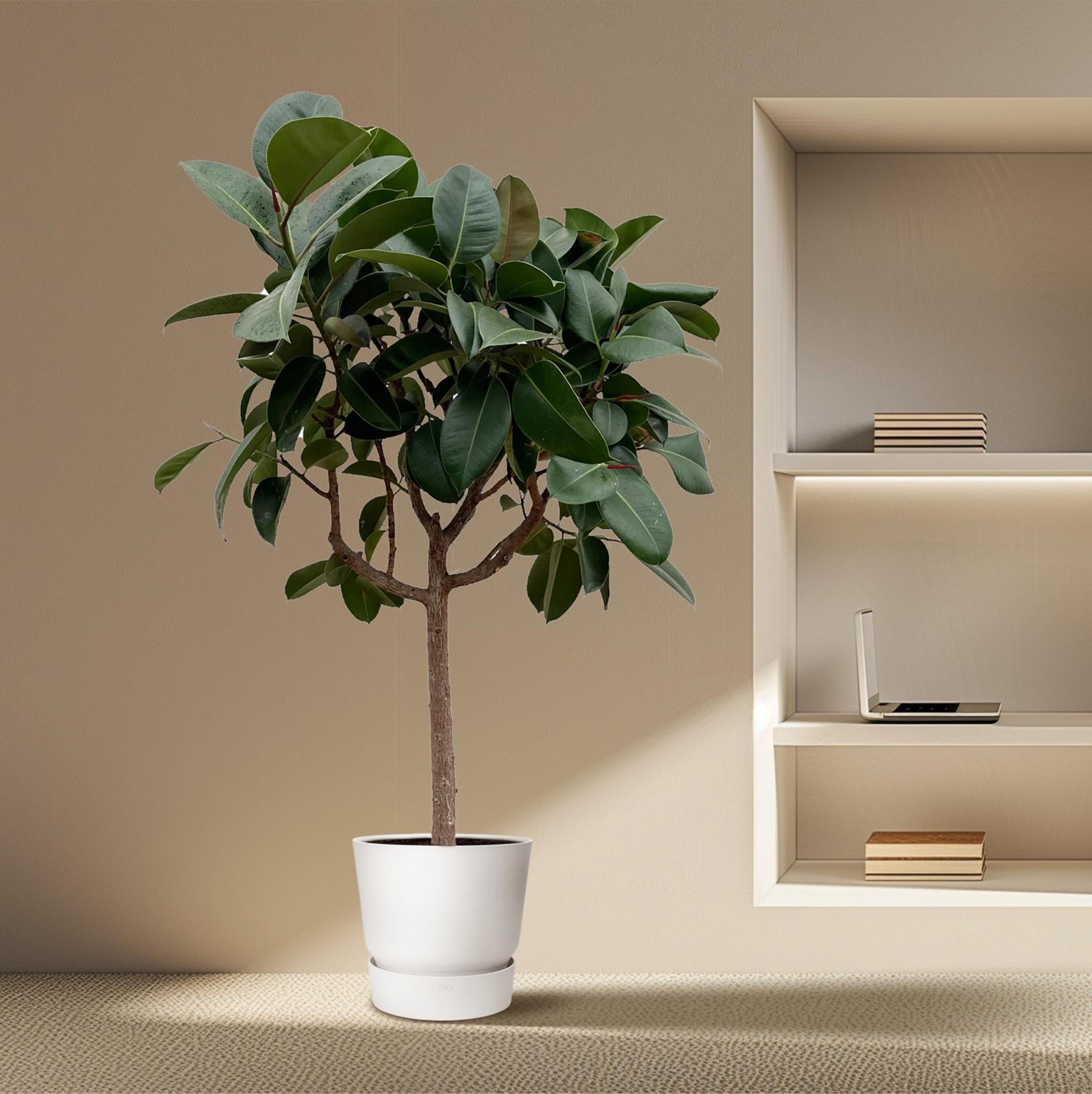 Gummibaum Ficus Elastica Robusta mit Stamm - 180 cm - ø30