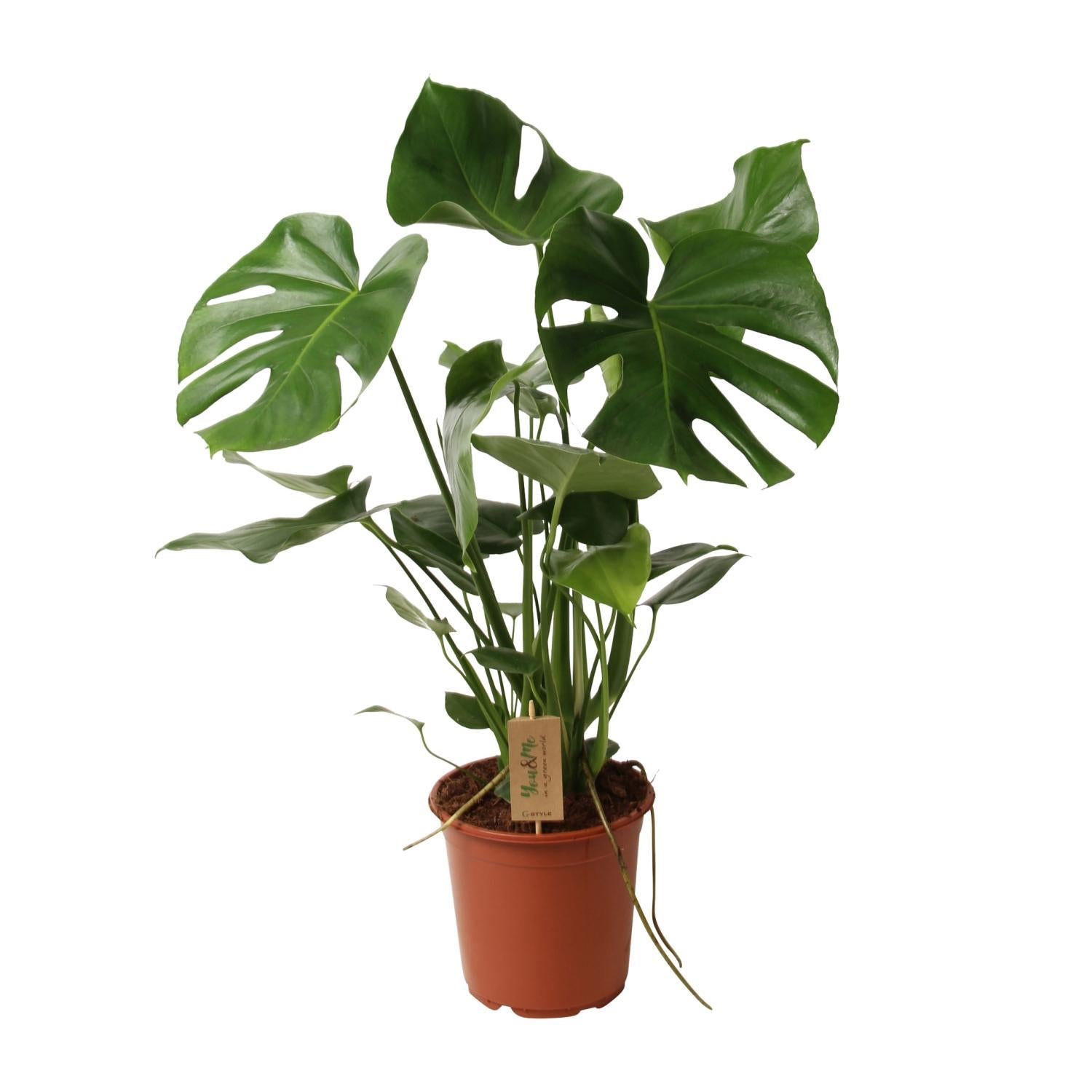 Monstera Deliciosa P21 - Ø21cm - ↕60cm