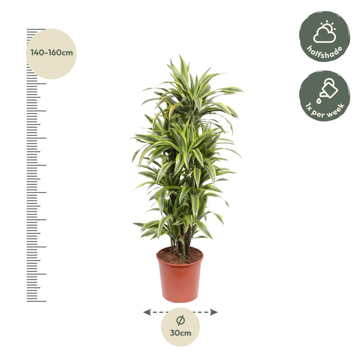 Drachenbaum Lemon Line - Dracaena Lemon Lime - 150 cm - ø30