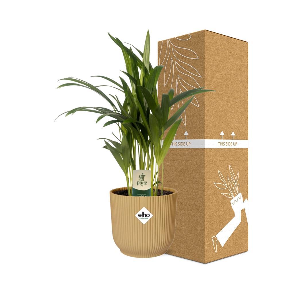 Arecapalme - Dypsis Lutescens 12cm in ELHO Vibes Fold 14cm Topf gelb