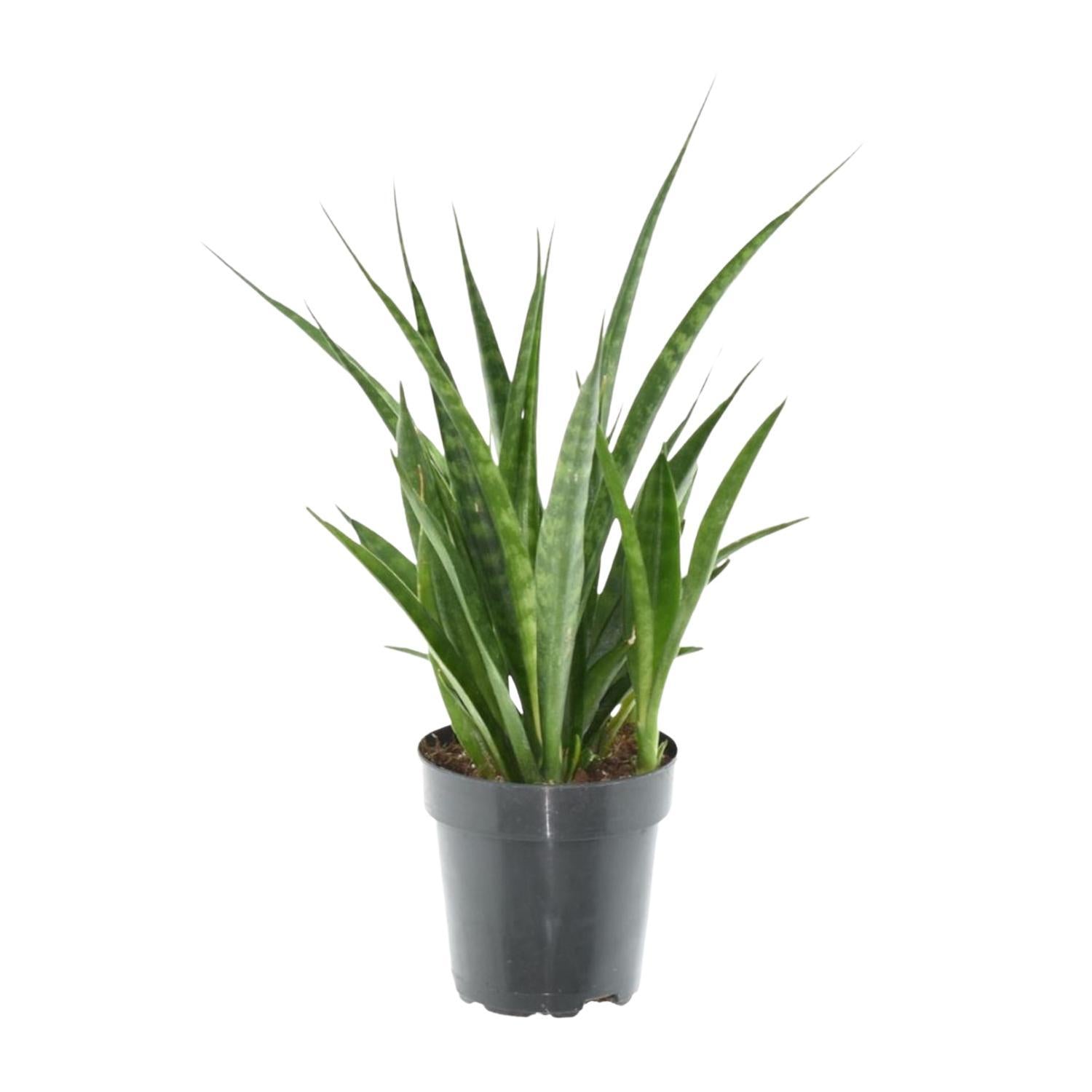 Sansevieria kirkii 'Vrienden' - 38 cm - ø12