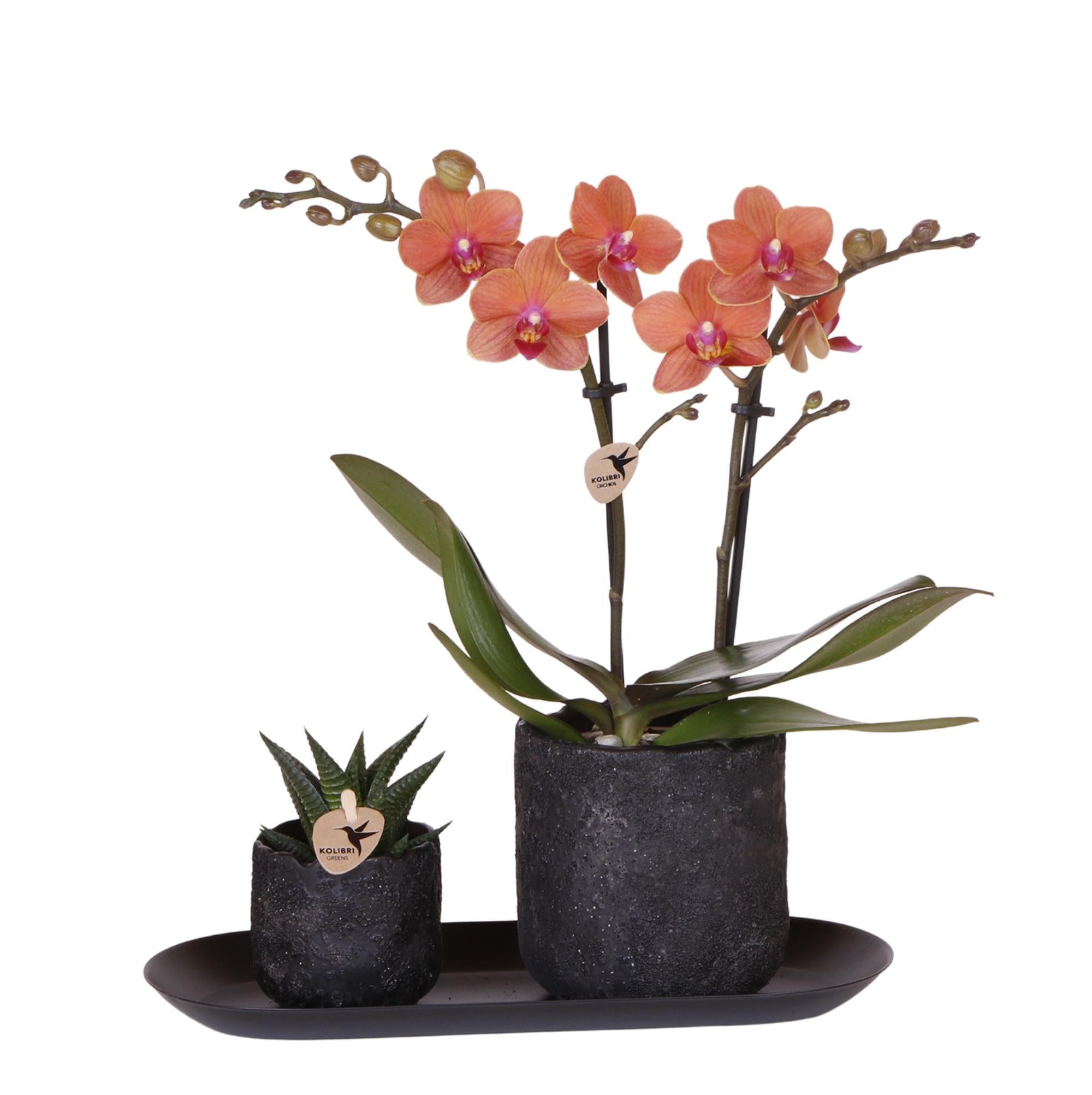 Orchideen Pflanzenset Home Hub Small - Orange Phalaenopsis Orchidee Bolzano und Sukkulente inkl. Keramik-Zierpflanzgefäße auf schwarzem Tablett