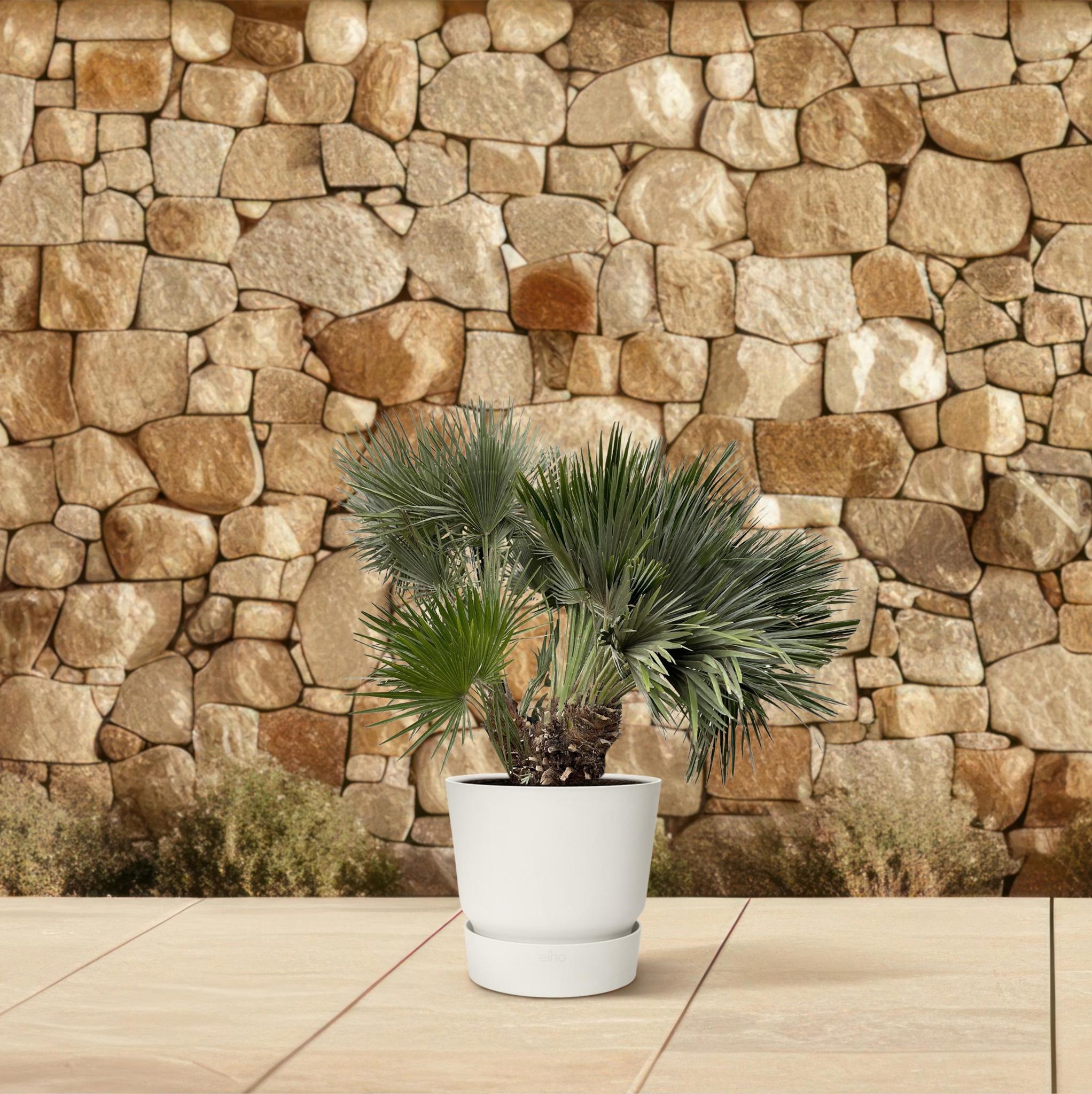 Zwergpalme auch Europäische Zwergpalme - Chamaerops Humilis Compact - 120cm - ø80