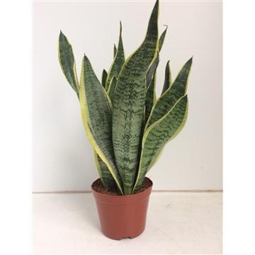 Sansevieria Futura Superba - Ø14 ↕40