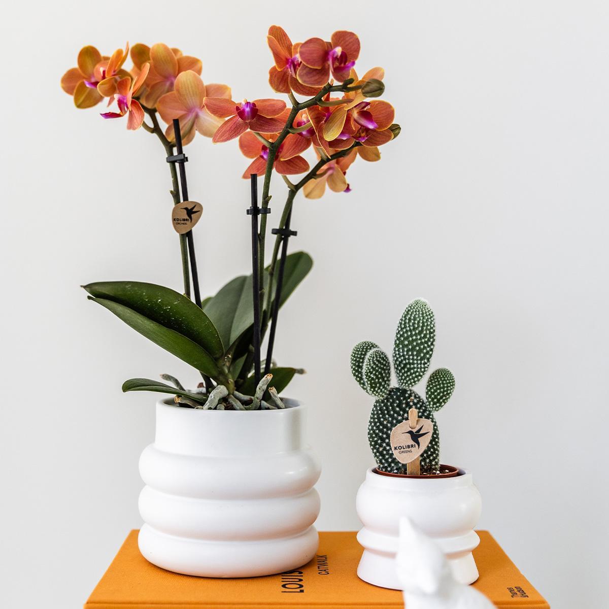 Kolibrie-orchideeën | Oranje Phalaenopsis Orchidee - Mineraal Bolzano + Bubble Pot wit - Potmaat Ø9cm | bloeiende kamerplant - vers van de veredelaar