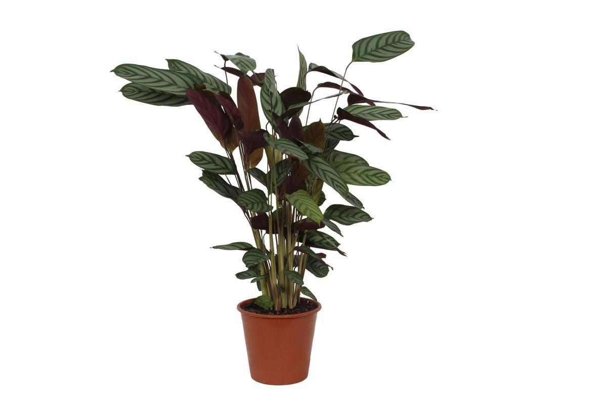 Calathea Compactstar - Korbmarante - 80 cm - Ø19cm