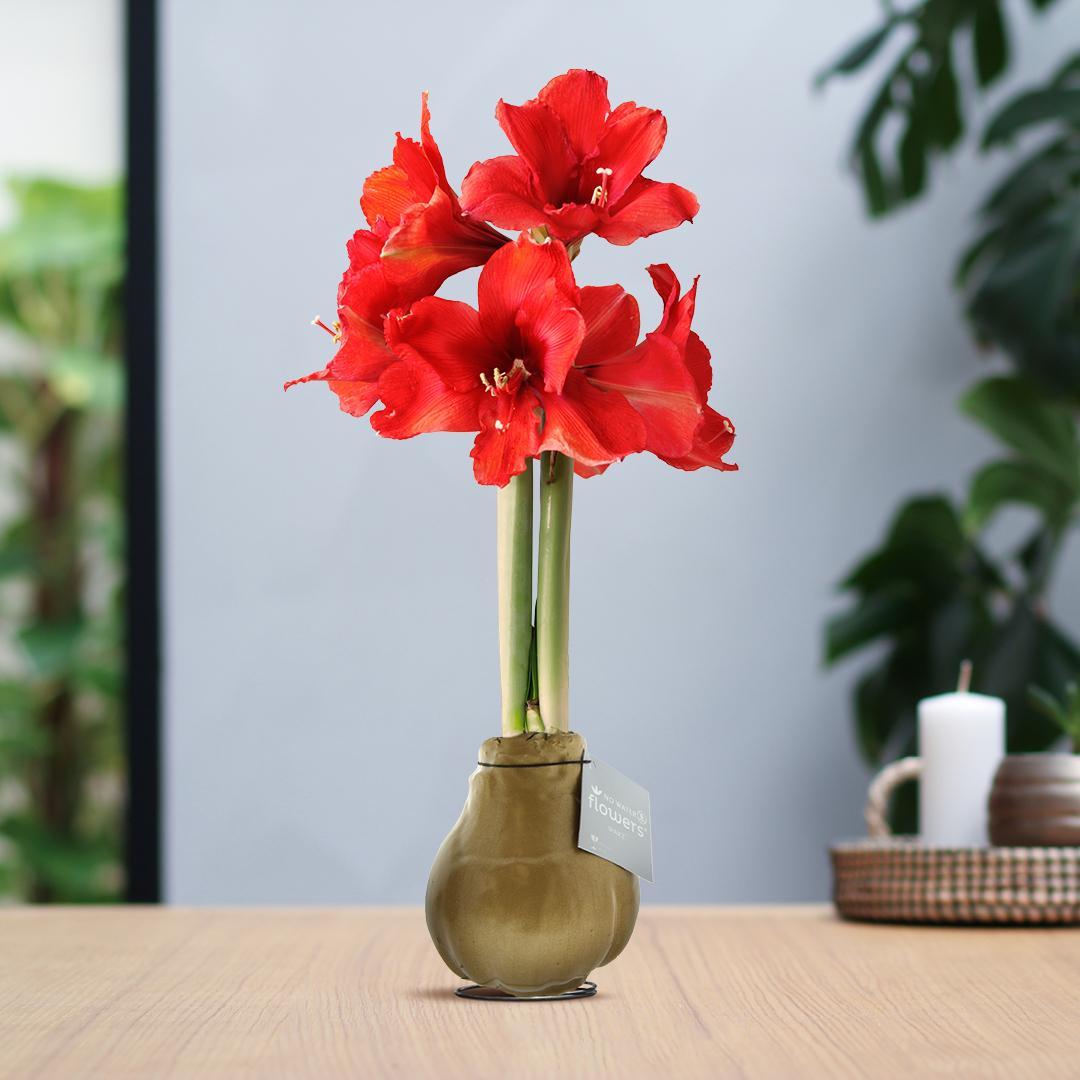 No Water Flowers® (wax amaryllis) | Waxz® Metallic - Gold + Red flower